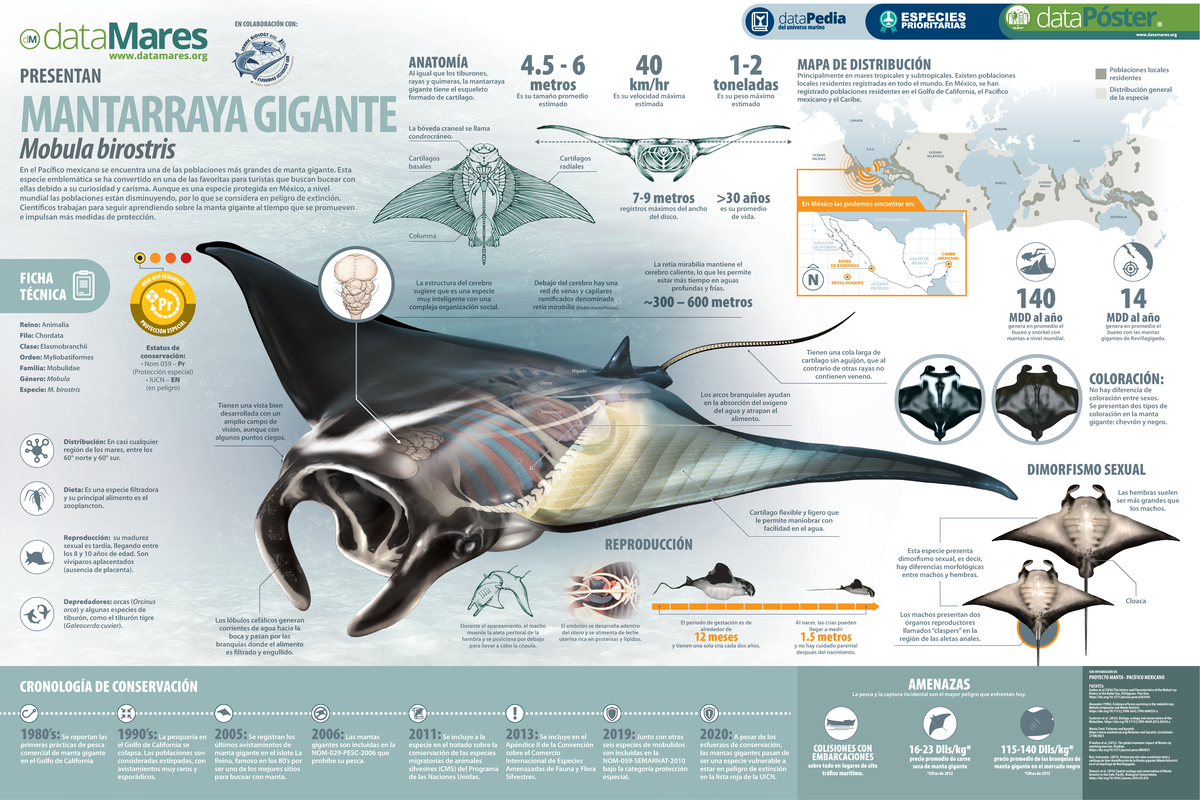 Ficha Técnica de la Manta Gigante (Mobula birostris) - Estudio 2023 ...