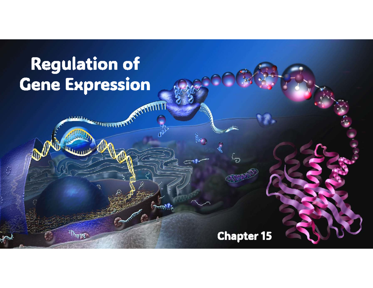 Chapter 15: Regulation of Gene Expression - Studocu