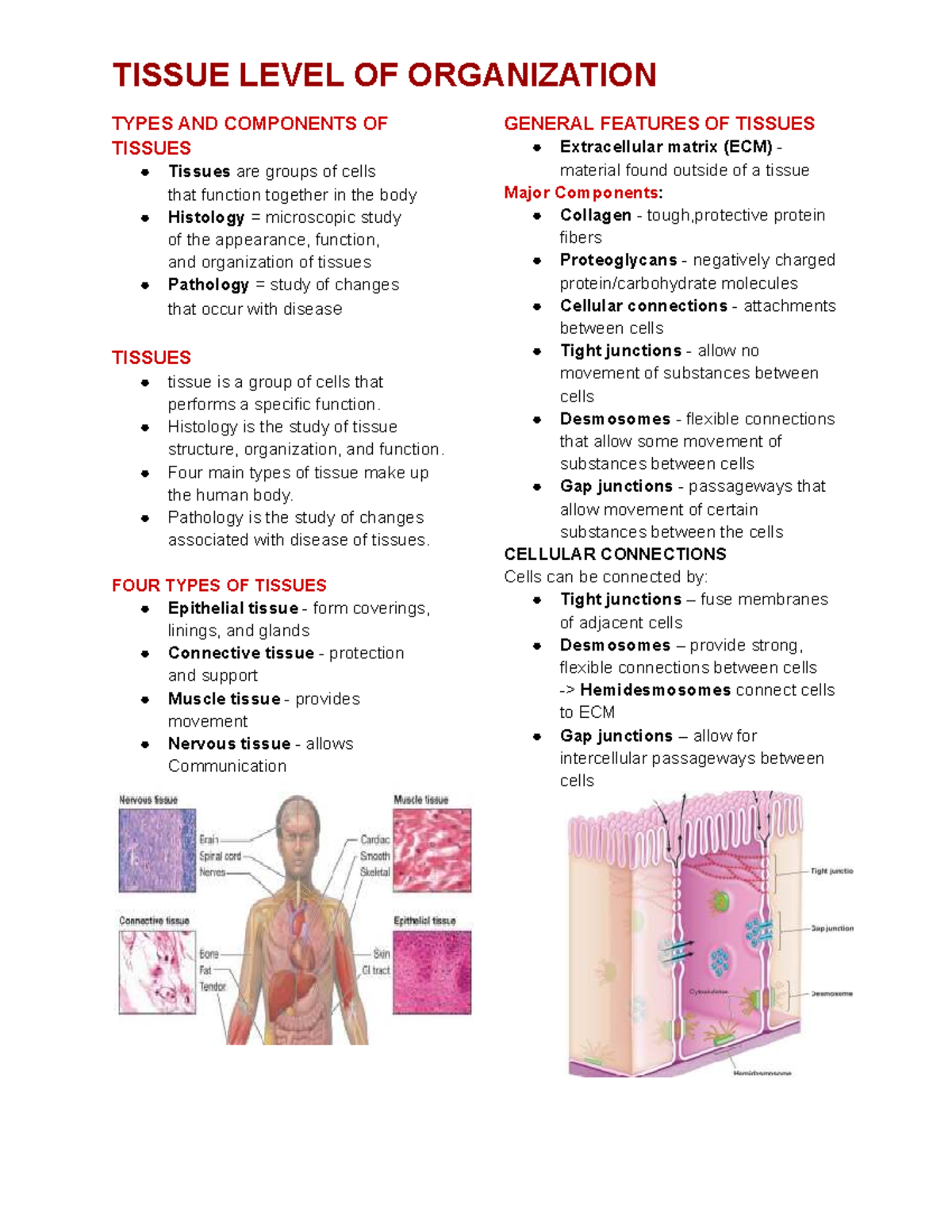 TISSUE LEVEL OF ORGANIZATION: TYPES & COMPONENTS - ANAPHY - Studocu