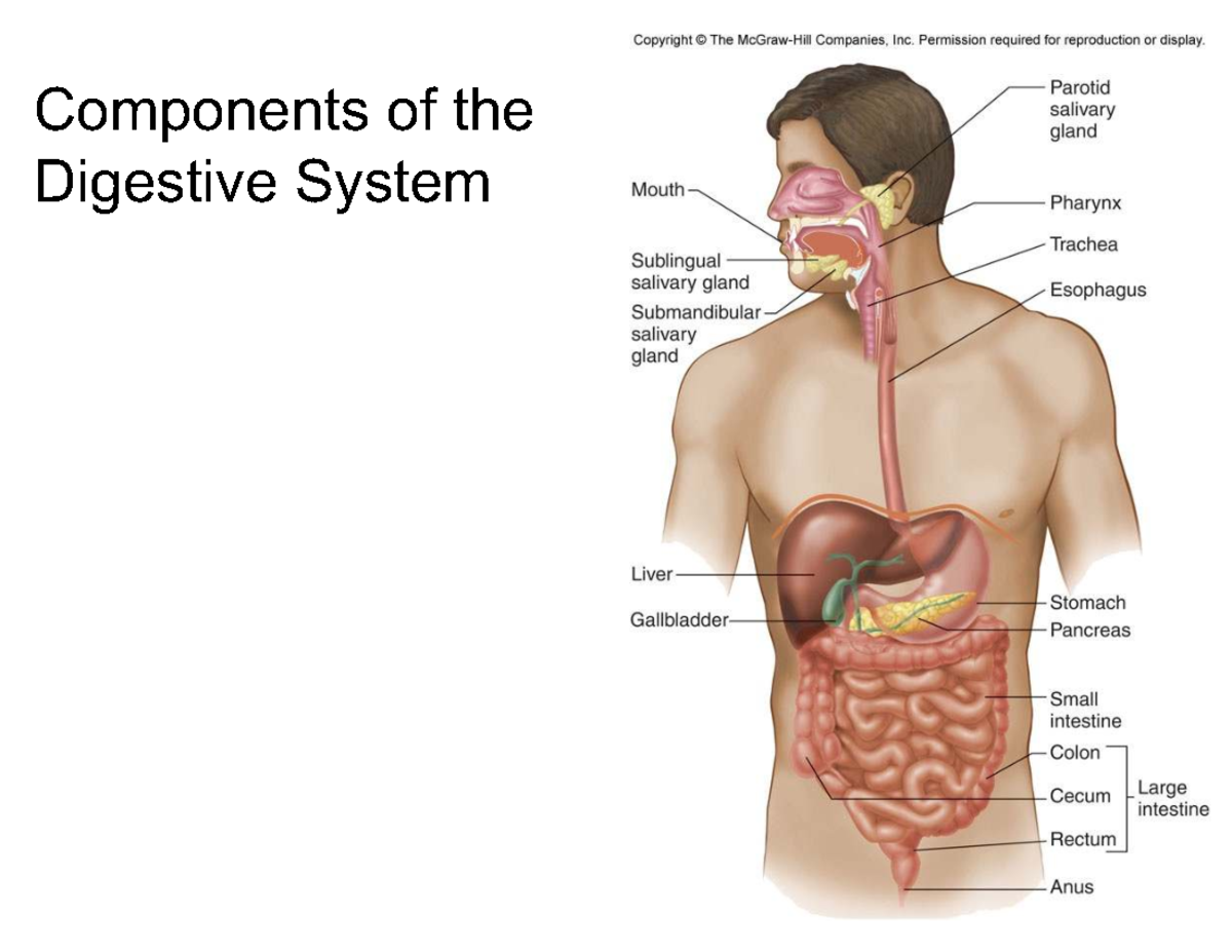 GI Physiology Lecture 23: Components & Functions of the Digestive ...