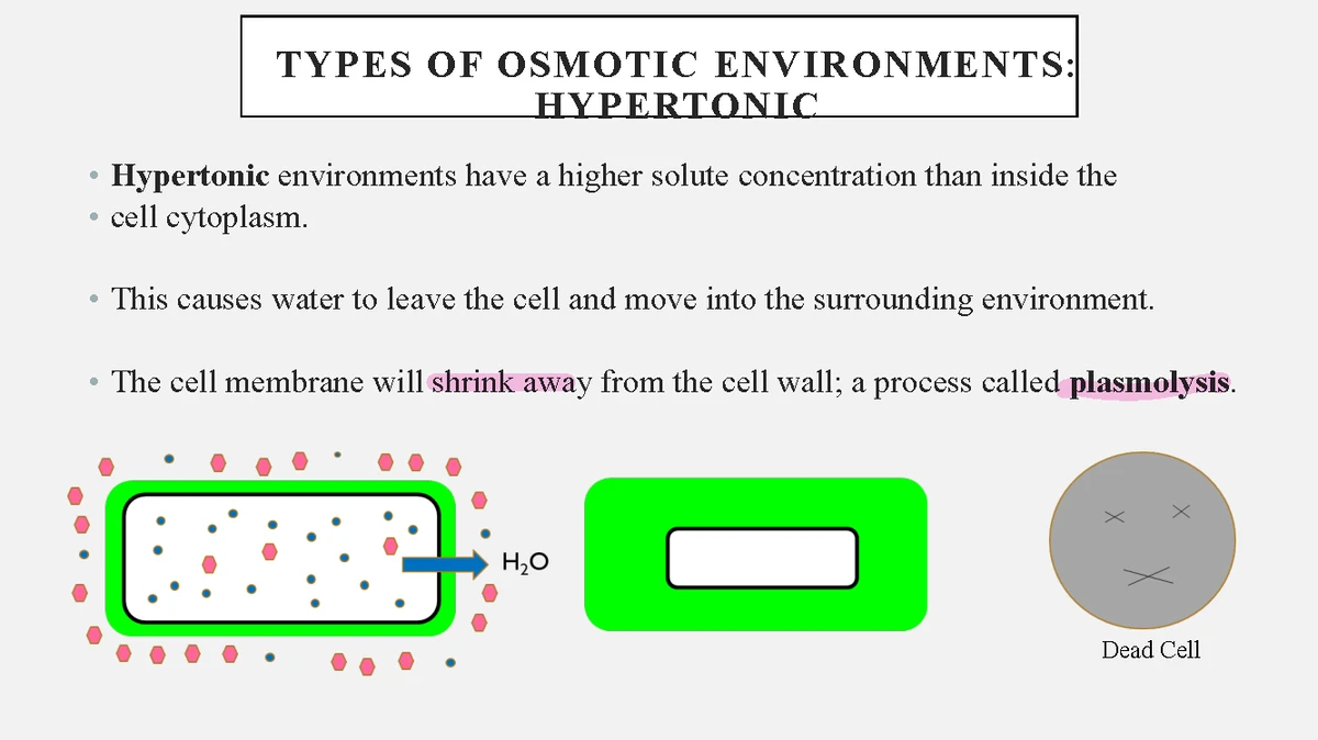 BIO 224 Lab 4 - Lymphatic System Overview and Notes - Studocu
