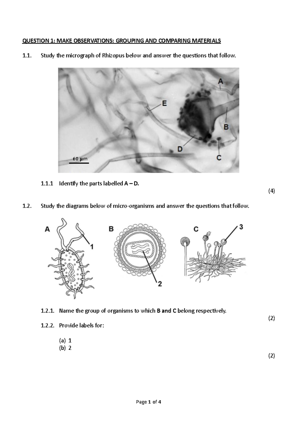 Grade 11 Task 1 Practical: Observations on Bacteria and Micrographs ...