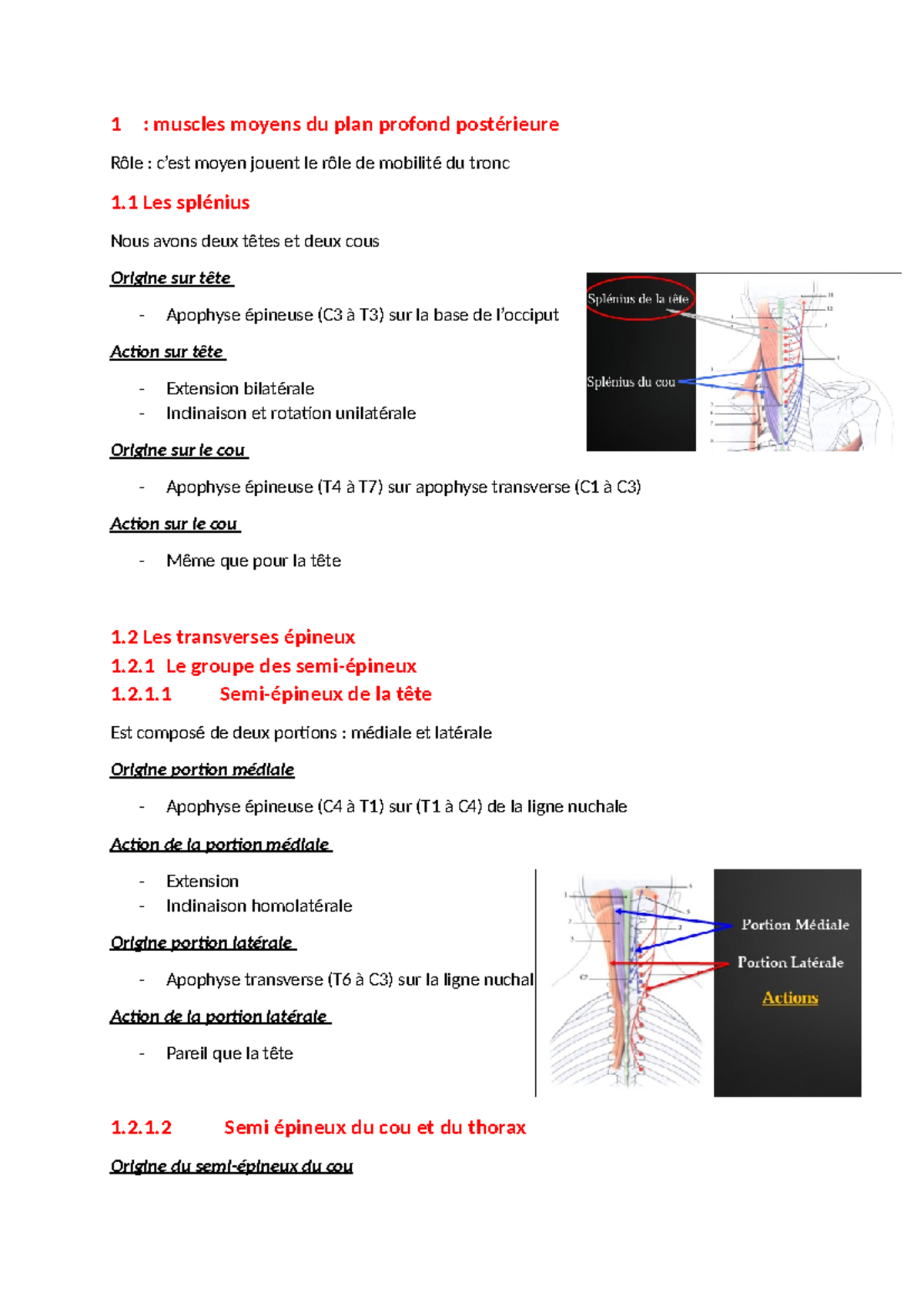 Muscles moyens du plan profond postérieure - 1 : muscles moyens du plan ...