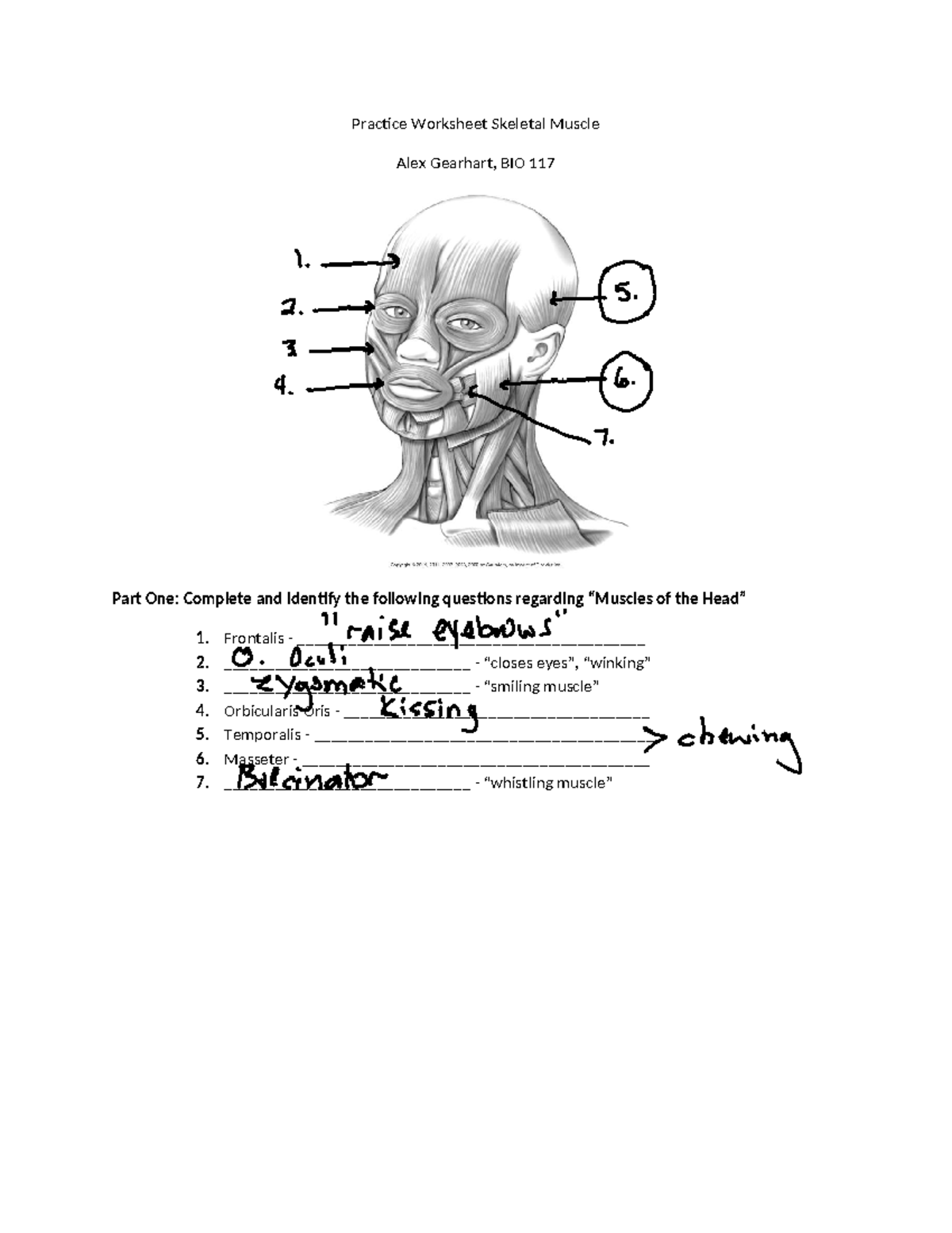 BIO 117 Muscle Worksheet Practice & Answer Key - Studocu