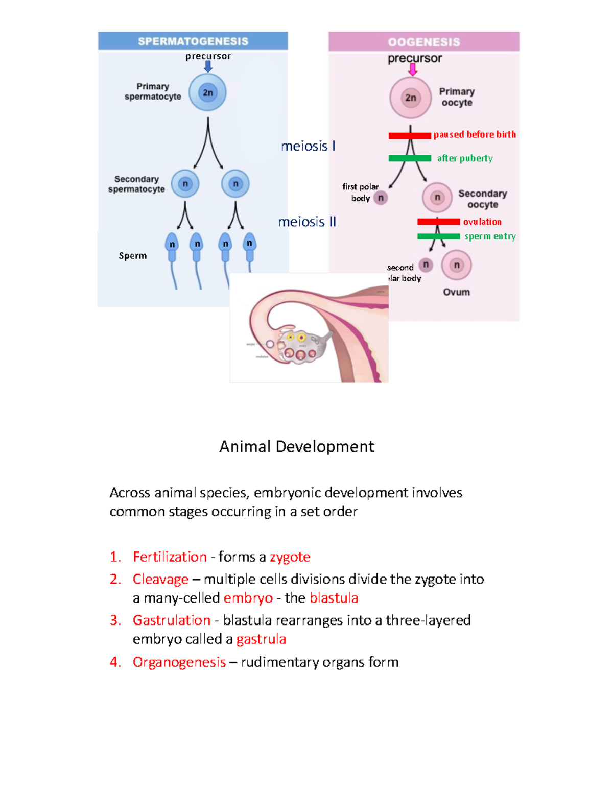 Animal Development Stages: Fertilization, Cleavage, and Gastrulation ...