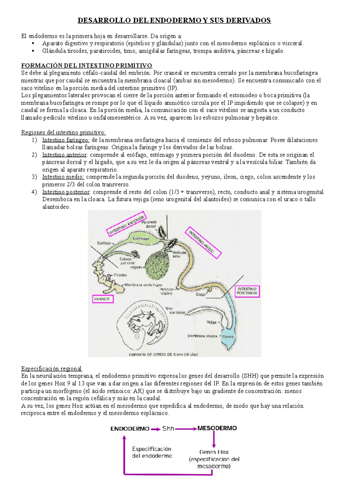 Desarrollo del Endodermo y sus Derivados: Análisis Completo - Studocu