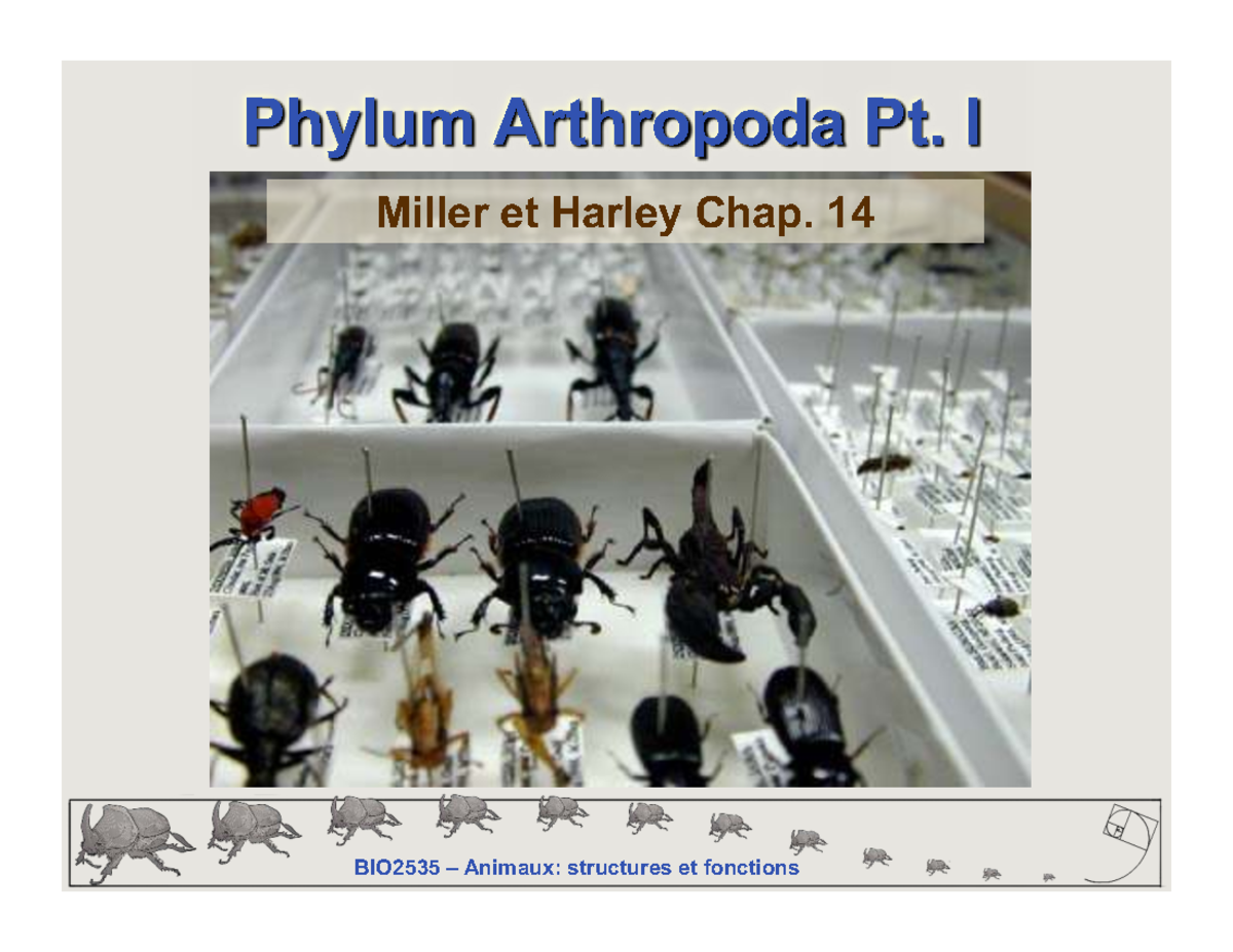 BIO2535 Final Exam Study Notes: Phylum Arthropoda Pt. I - Studocu