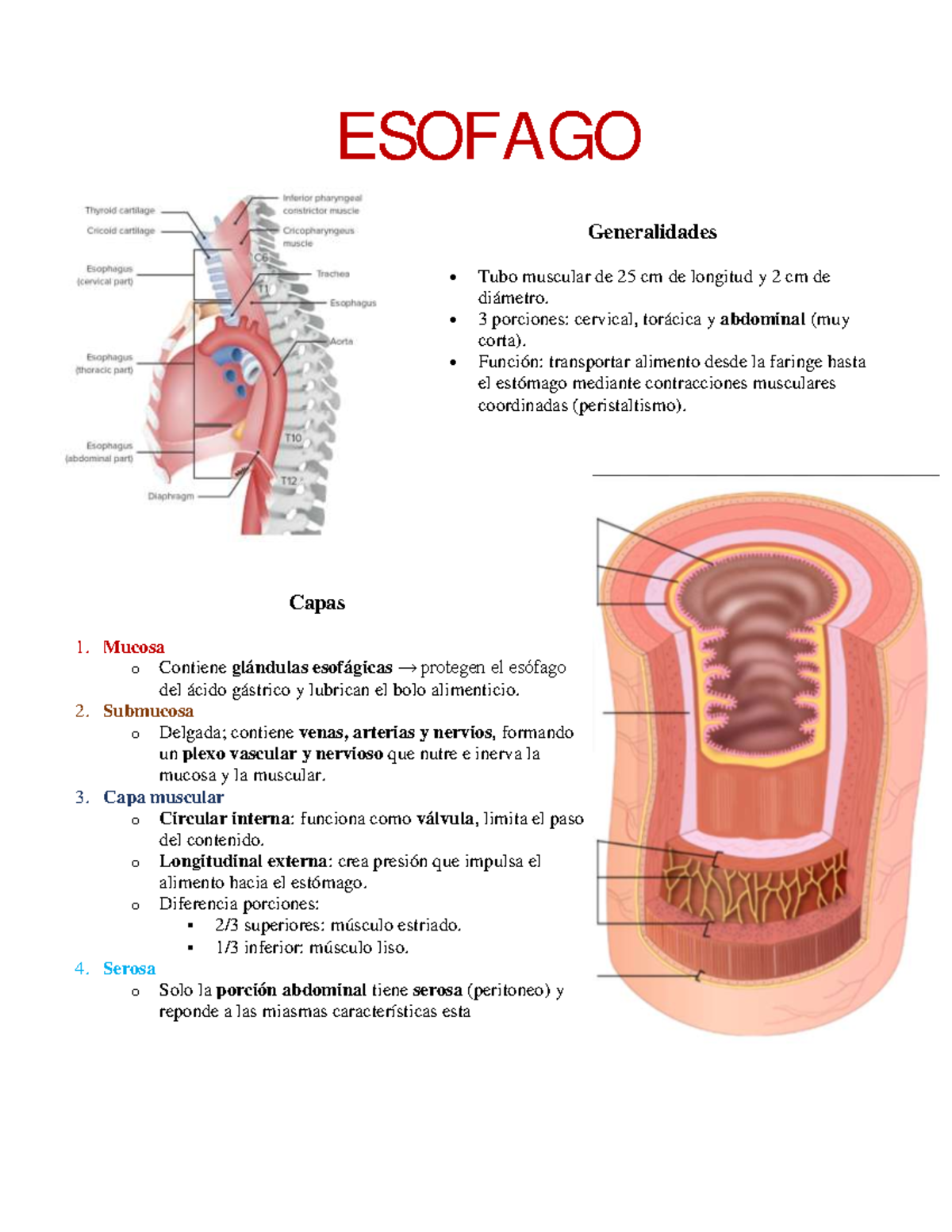 ESOFAGO Anatomía y Funciones: Estructura y Patologías Clave - Studocu