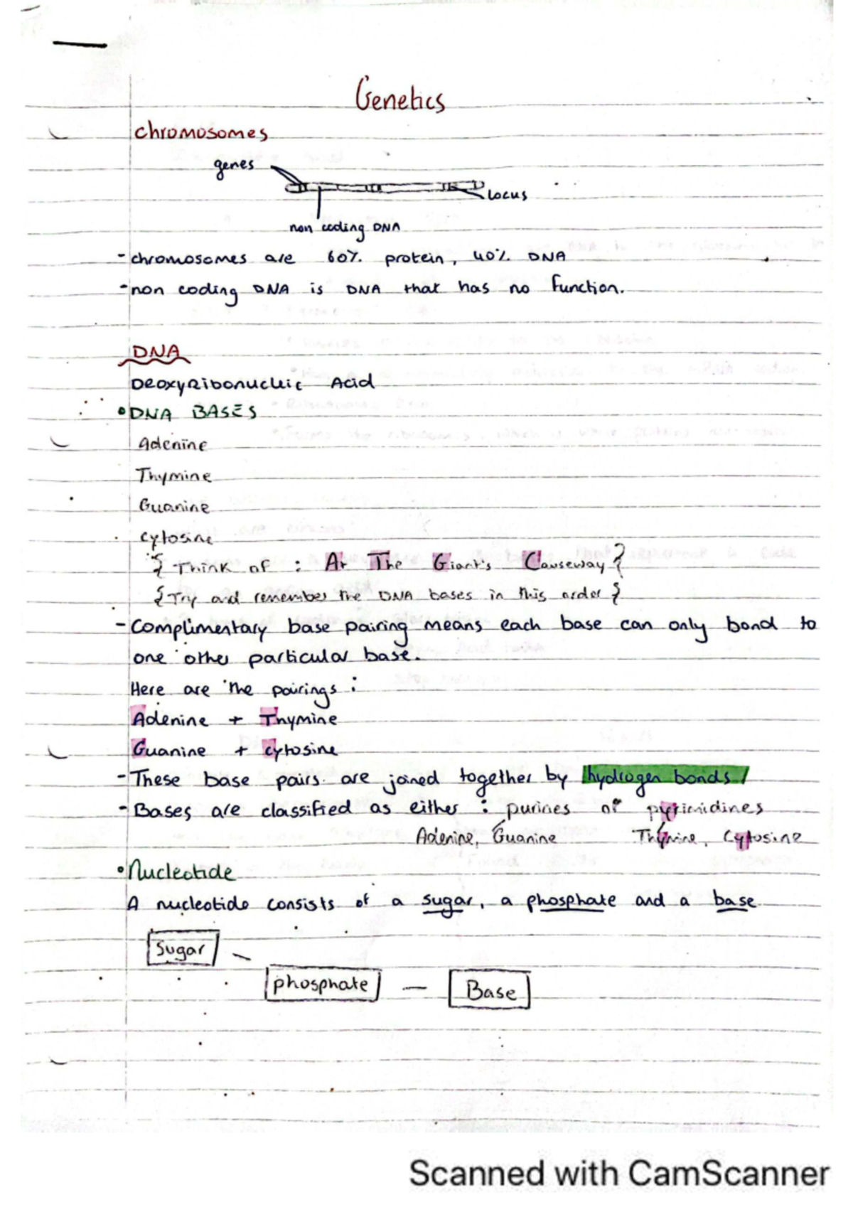 Genetics Notes for Exam: Chromosomes, DNA, and Genetic Engineering (JK ...