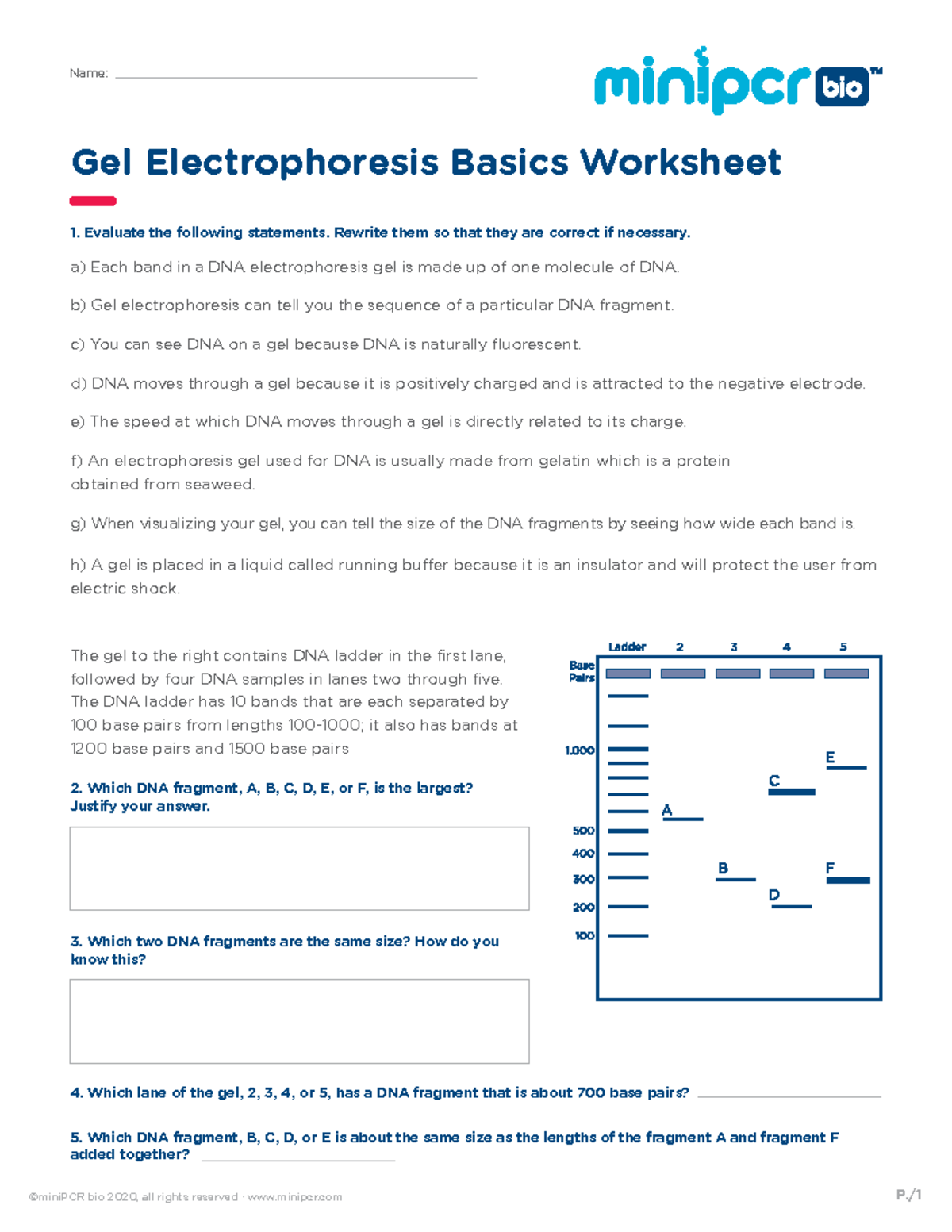 Mini PCR Worksheet: DNA Gel Electrophoresis Basics (BIO 2020) - Studocu