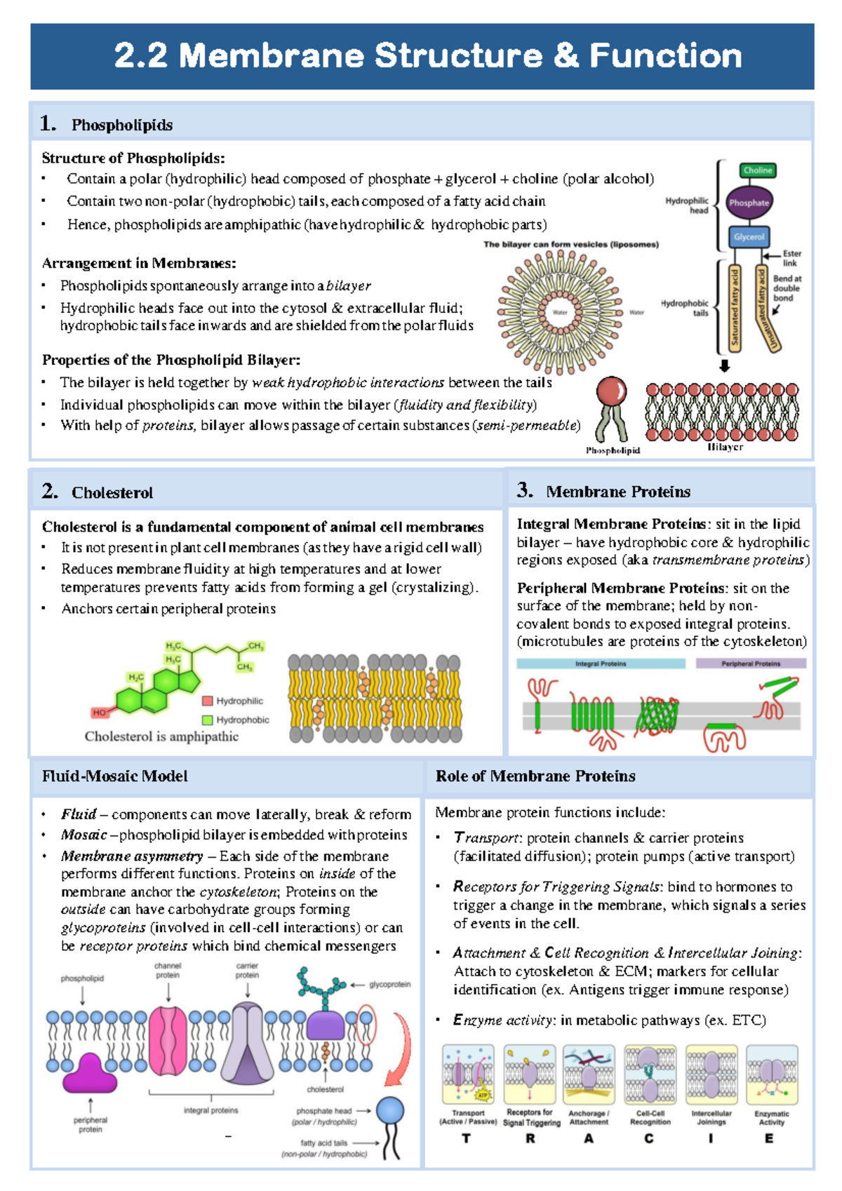 2.2 Membrane Structure And Function Study Notes - Membrane Protein 