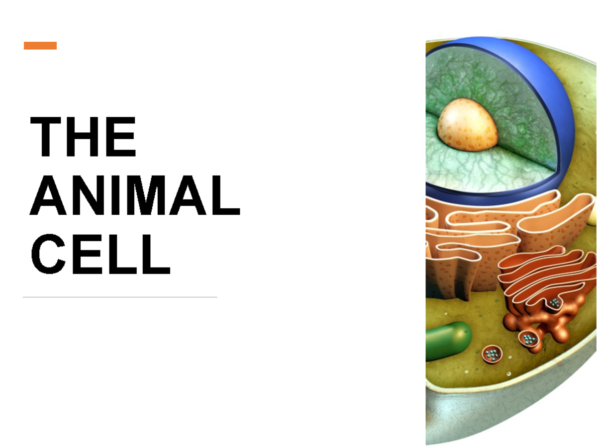 ZOO 101: Animal Cell Structure & Cell Theory Overview - Studocu