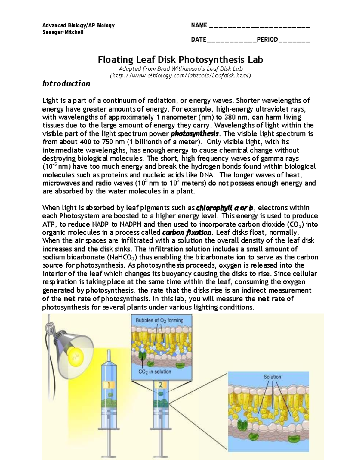 Floating Leaf Disk Photosynthesis Lab-3: Exploring Light Effects - Studocu