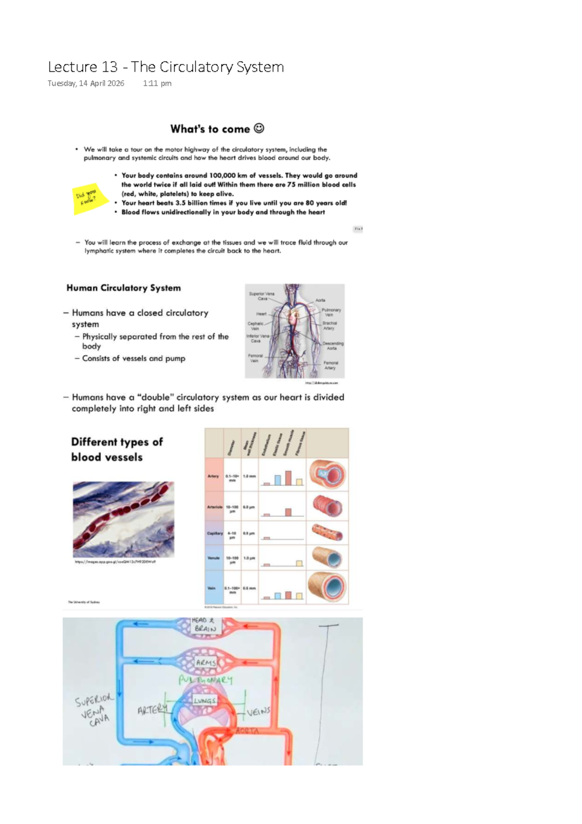 Lecture 13: The Circulatory System Overview and Blood Functions - Studocu