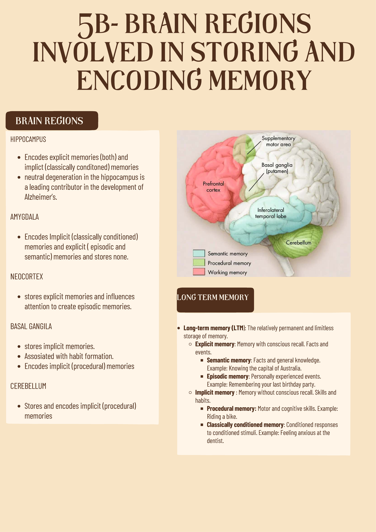 5B - Brain Regions for Memory Storage & Encoding - Studocu