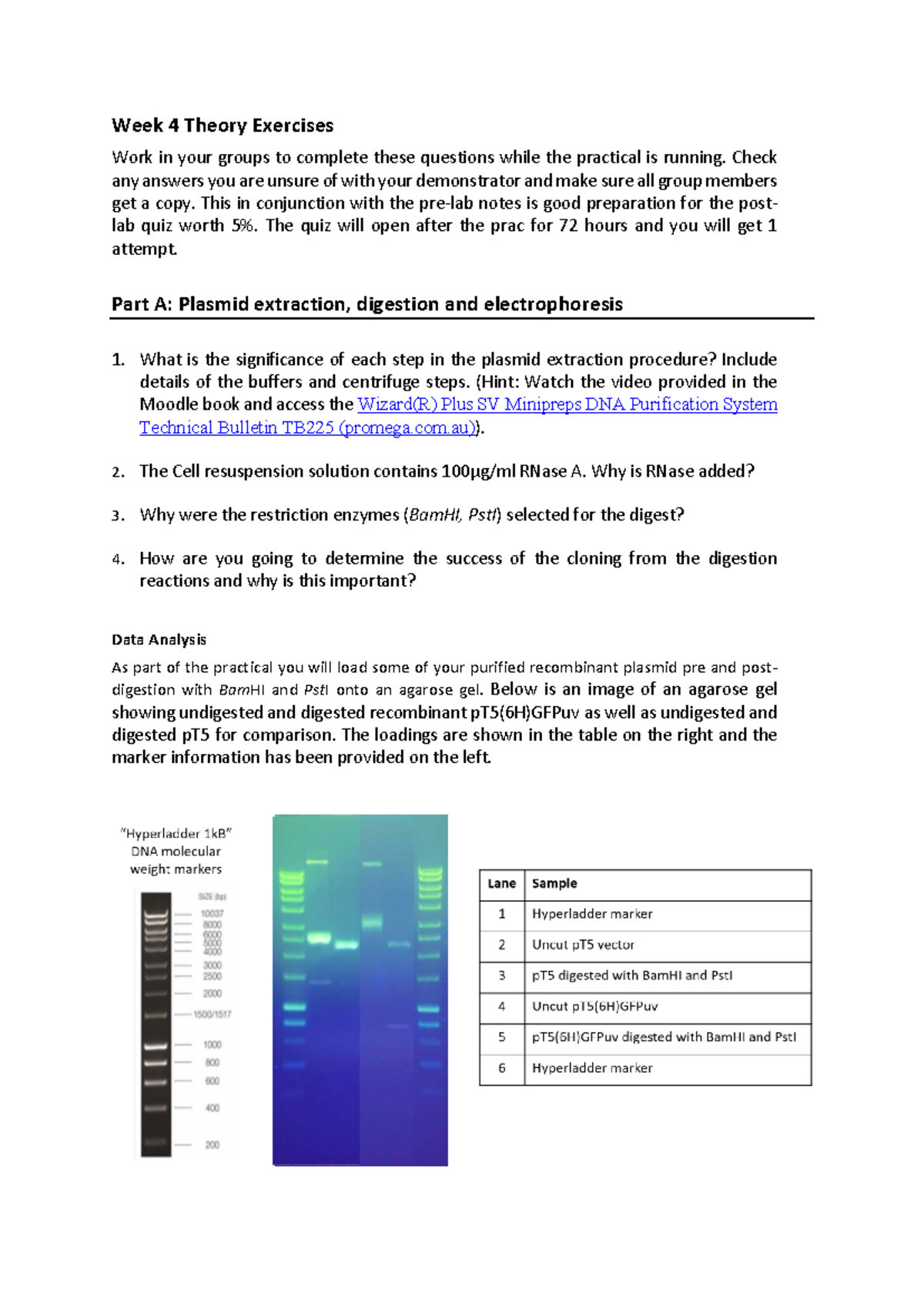 Week 4 Theory Exercises for BIOL343-980: Plasmid Extraction & Analysis ...