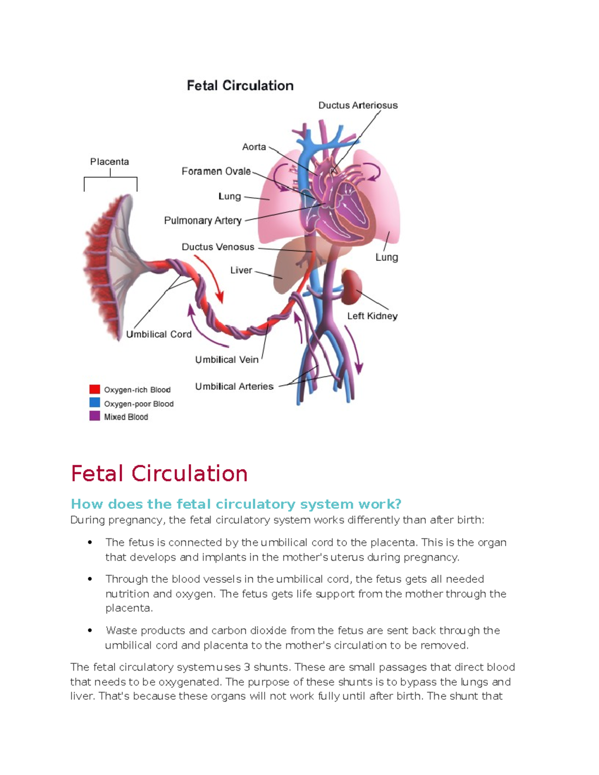 Fetal Circulation In Maternal Nursing