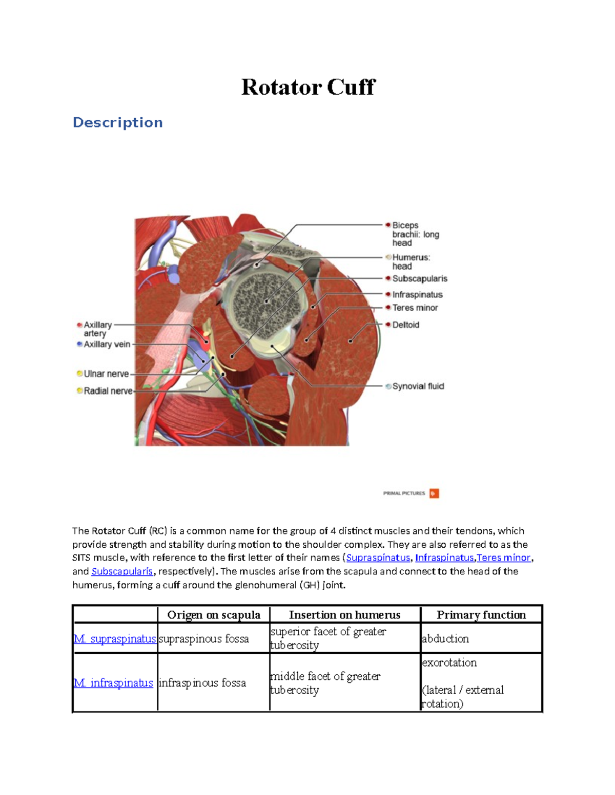 Rotator cuff Fall 2023 - Rotator Cuff Description The Rotator Cuff (RC ...