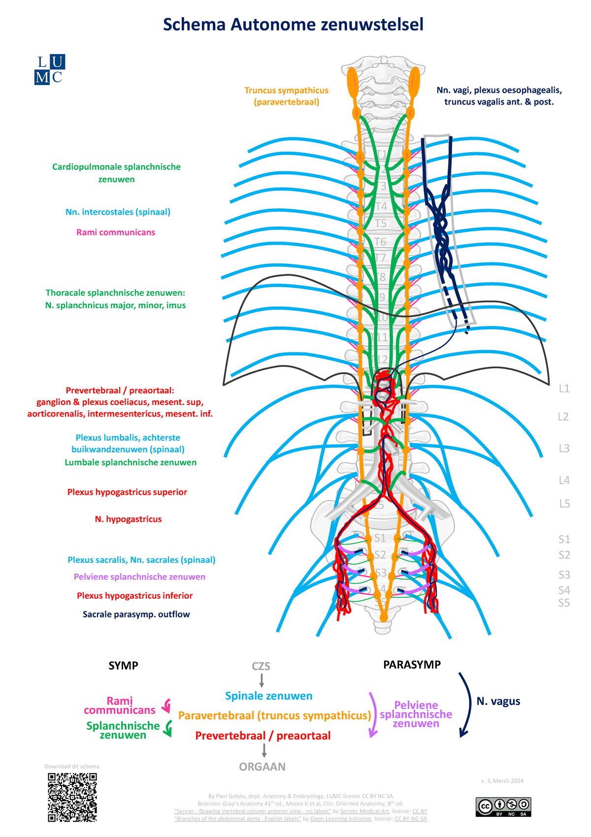 Schema van het Autonome Zenuwstelsel v3 - Anatomie & Embryologie ...