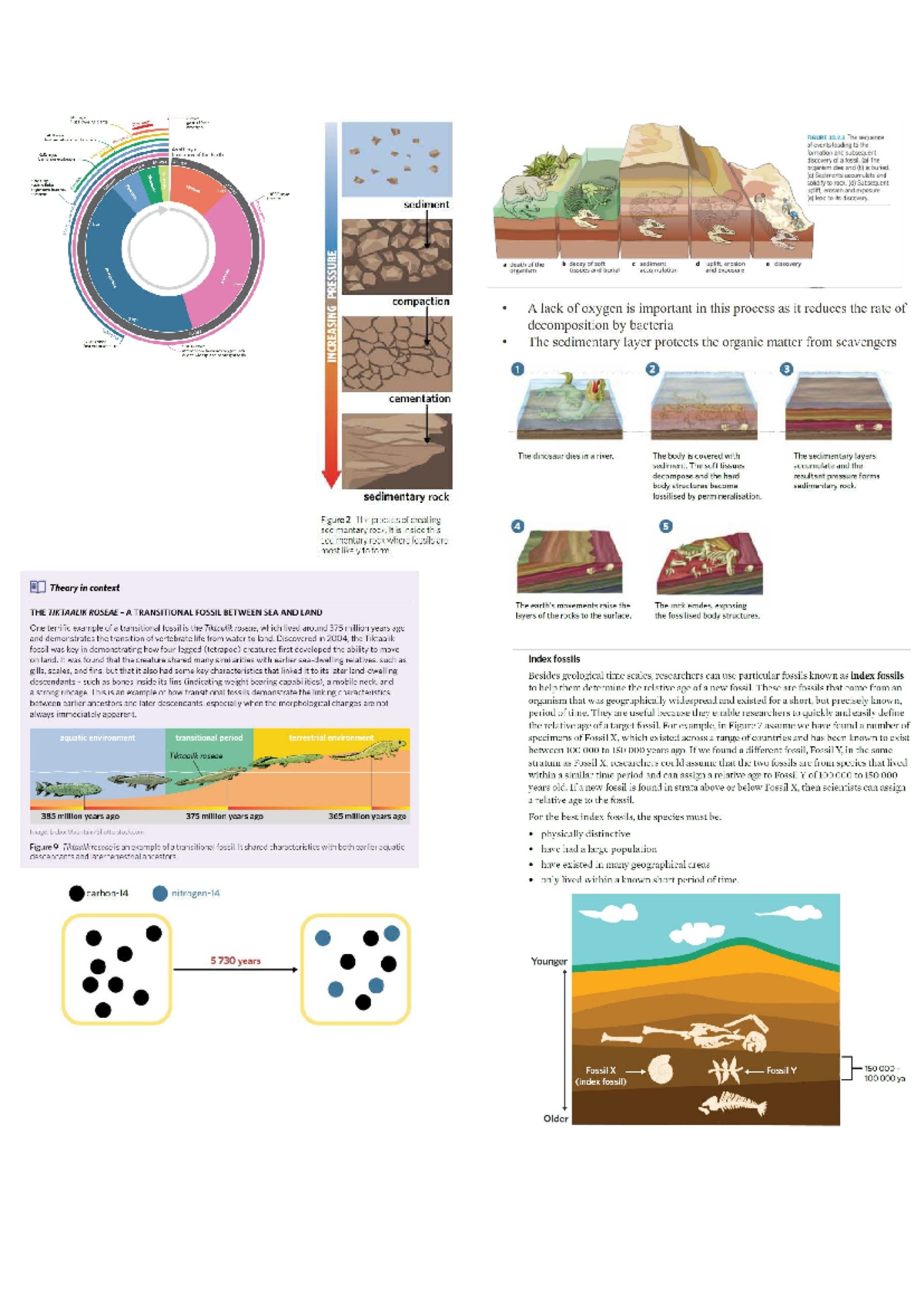 Bio Fossil Notes: The Emergence of Dinosaurs and Transitional Fossils ...
