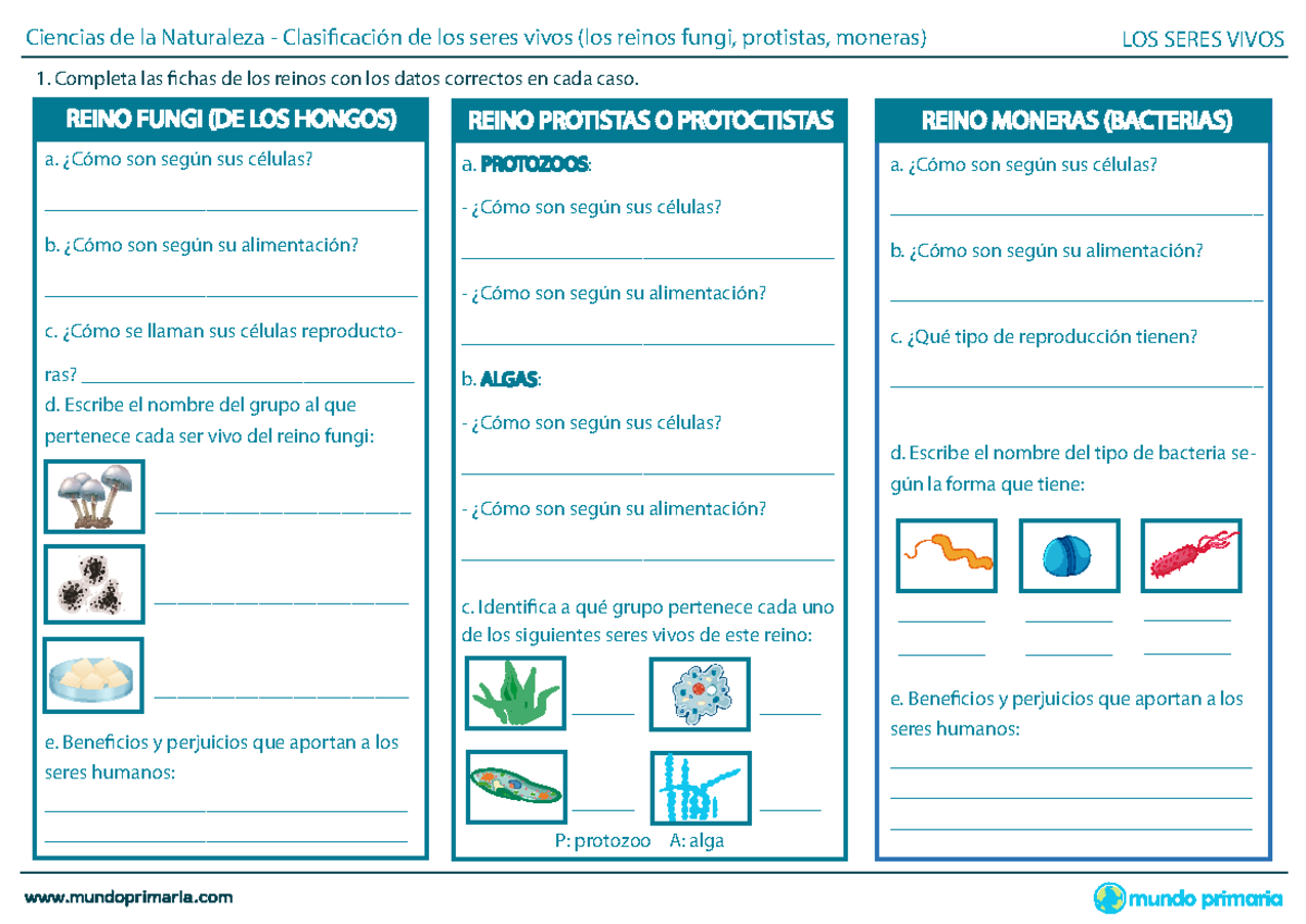 8302 - Clasificación de los Reinos de los Seres Vivos (Fungi, Protistas,  Moneras) - Studocu