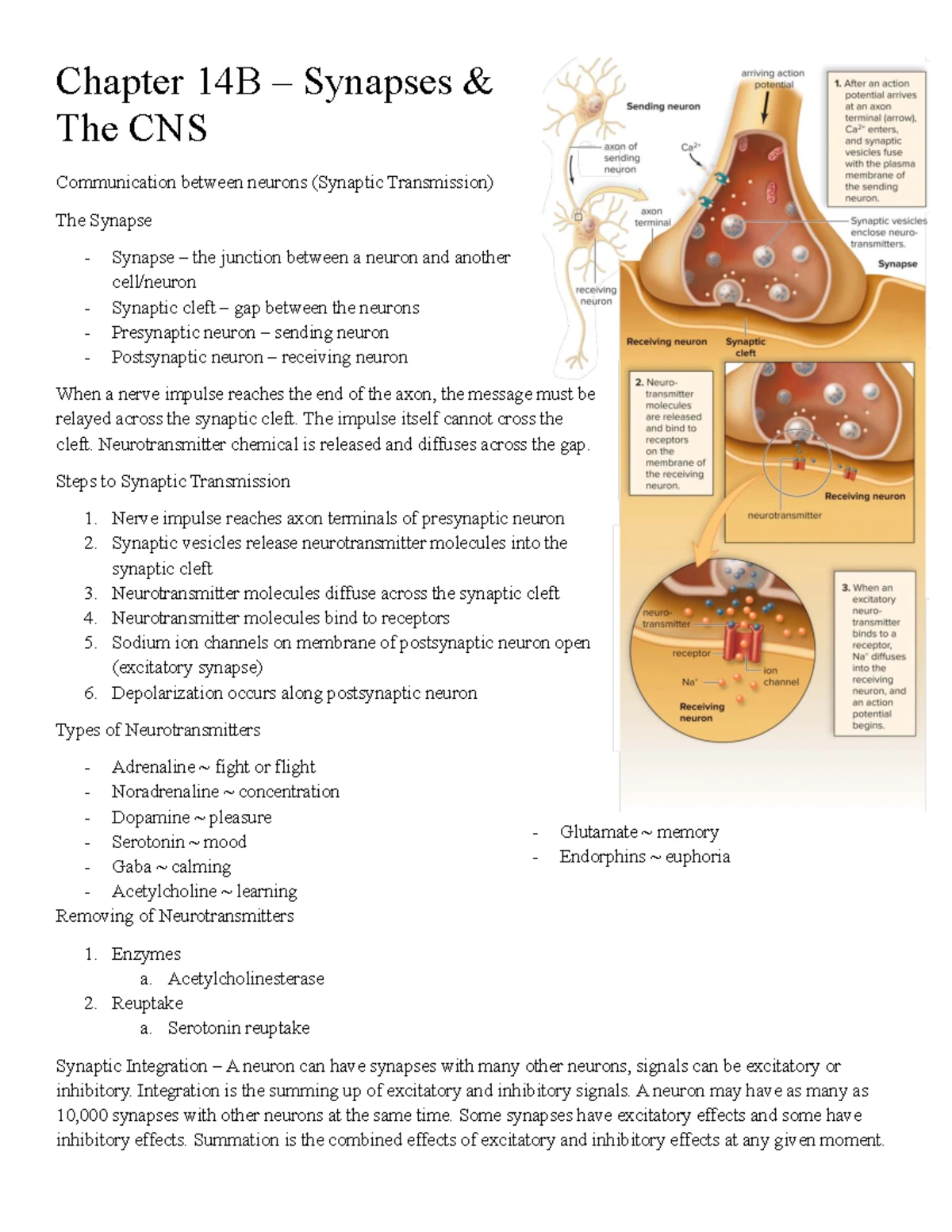 SCIE 148 - Chapter 4: Tissues, Organ Systems & Homeostasis Notes - Studocu