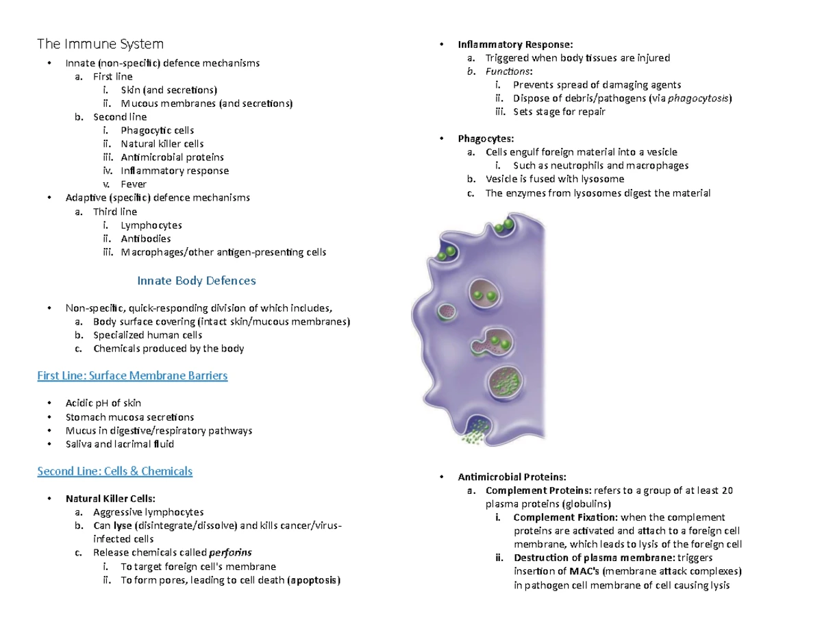 ANAT 1053 Test 2 - The Nervous System Part 2, The Respiratory System ...