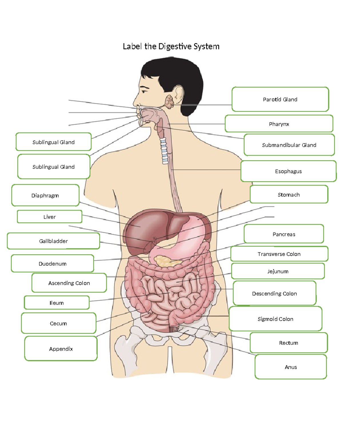 Label the Digestive System - Label the Digestive System Parotid Gland ...