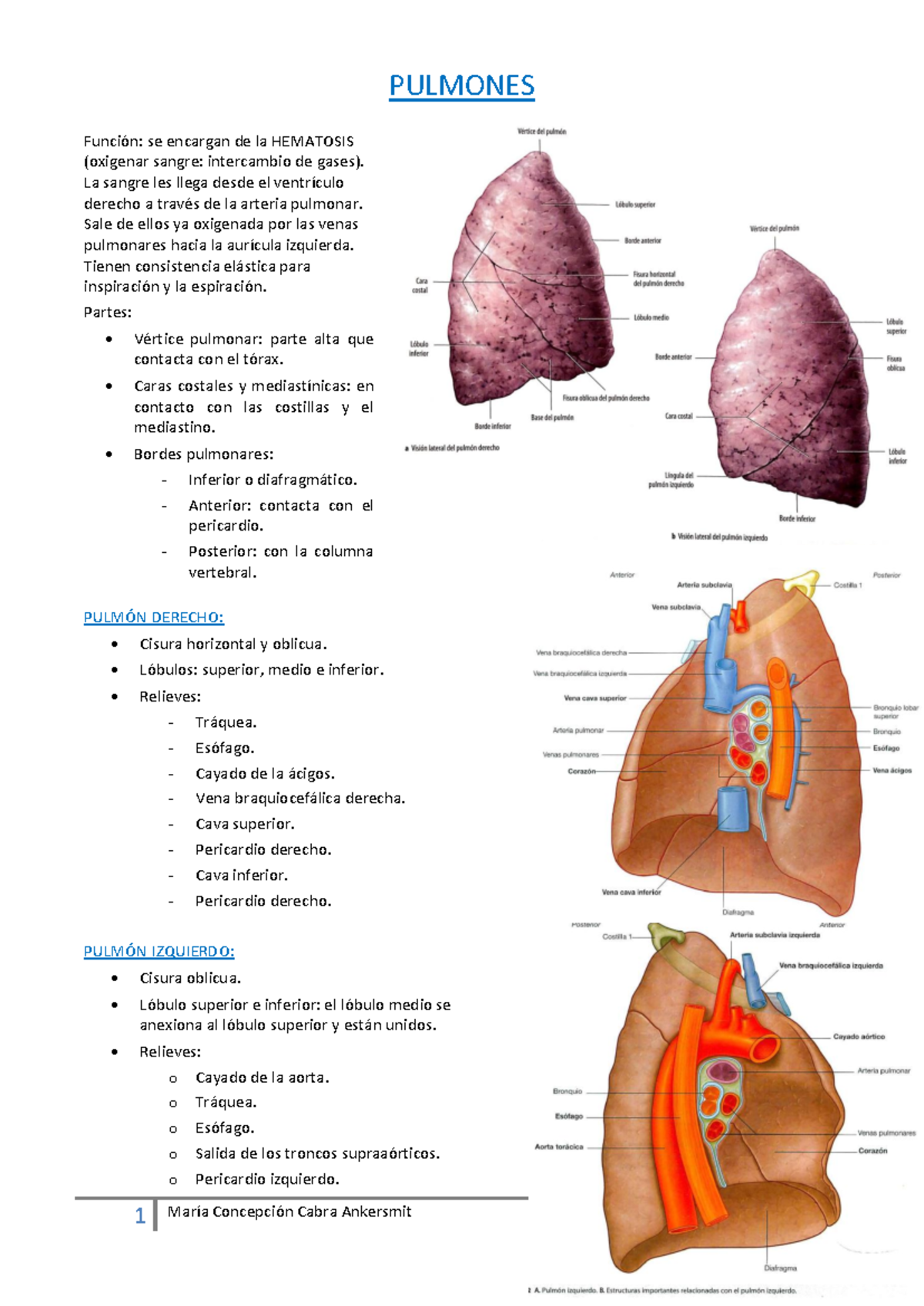 Anatomía General de los Pulmones - Apuntes 4 - Studocu
