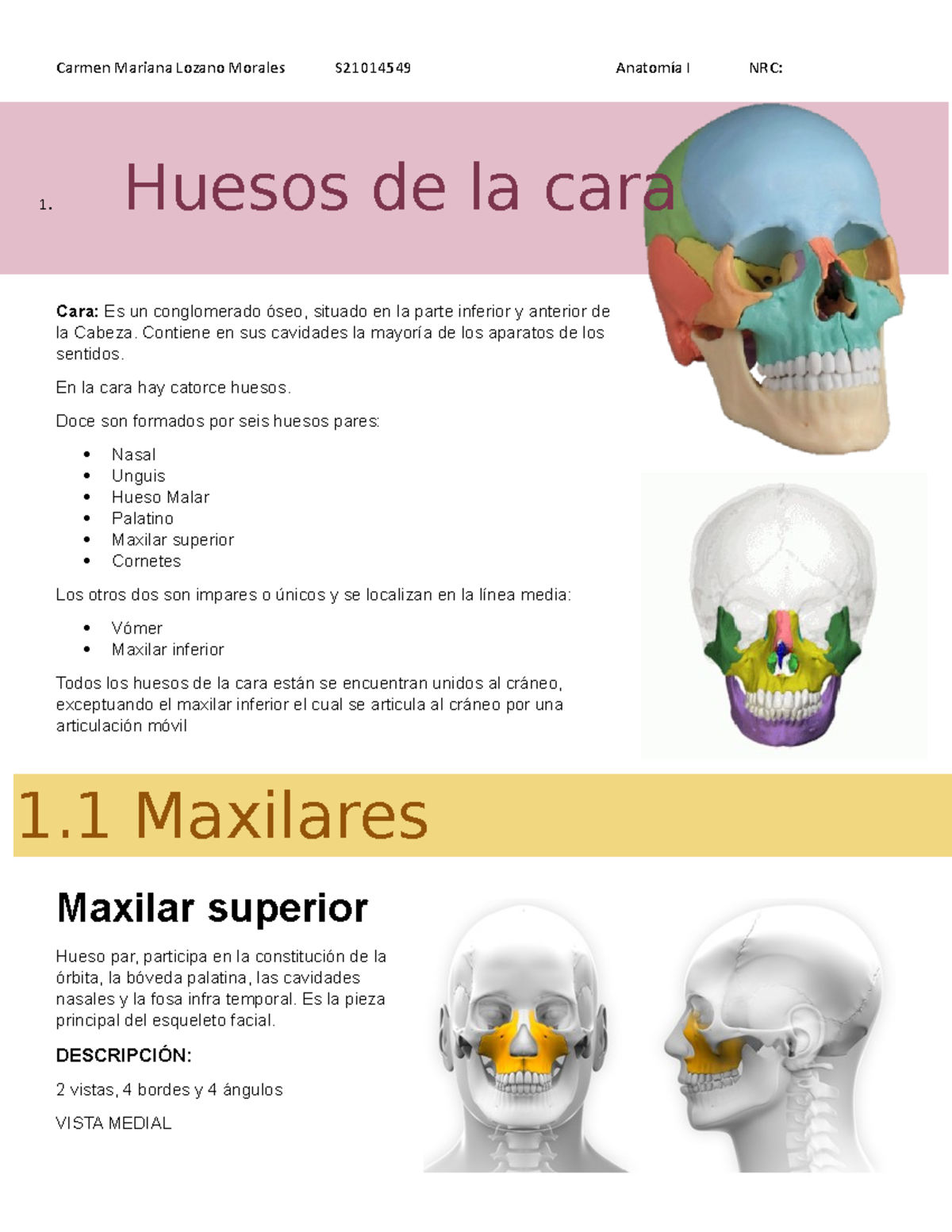 Huesos de la Cara en Anatomía I (S21014549) - Detalles Importantes - Document Preview