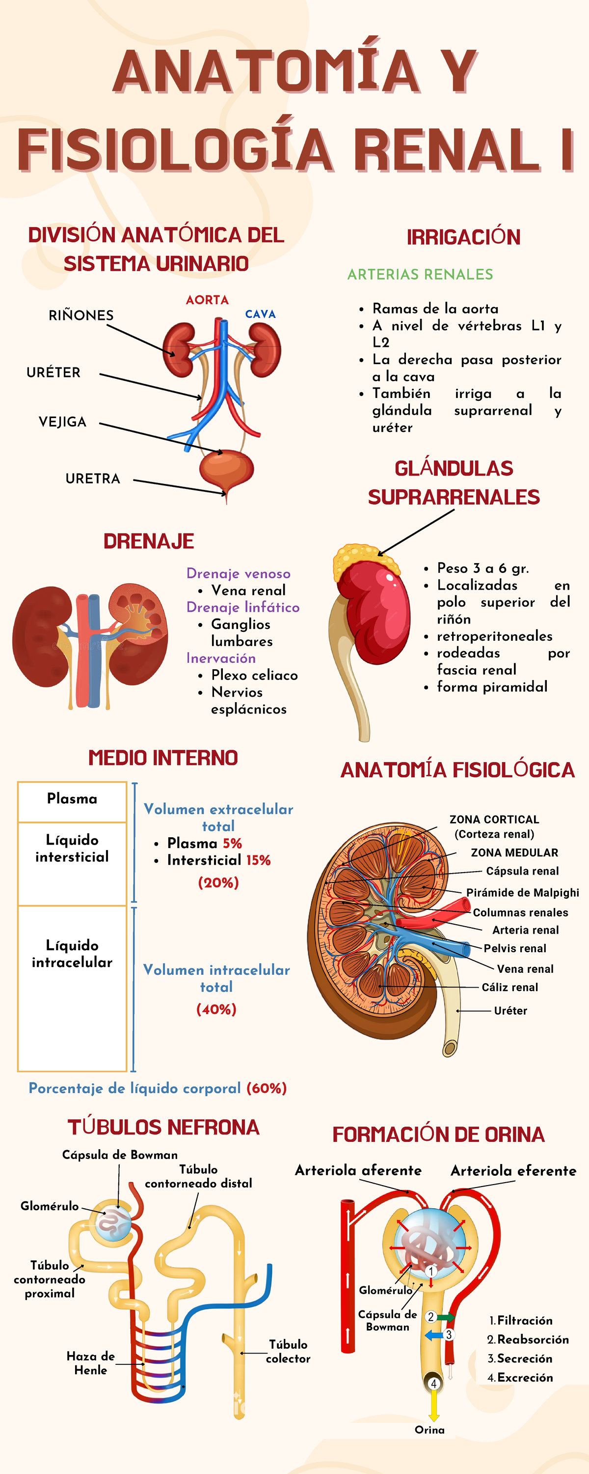 Anatomía De Las Arterias Renales Anatomía Y Fisiología Sistema