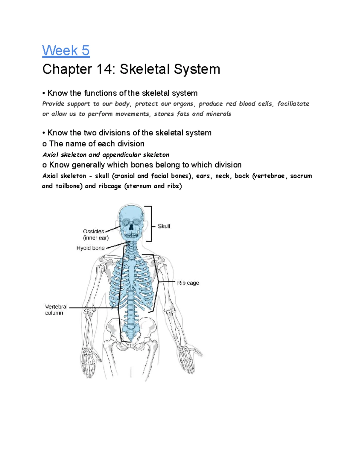Comprehensive Guide to the Functions of the Skeletal System (Bio 101 ...