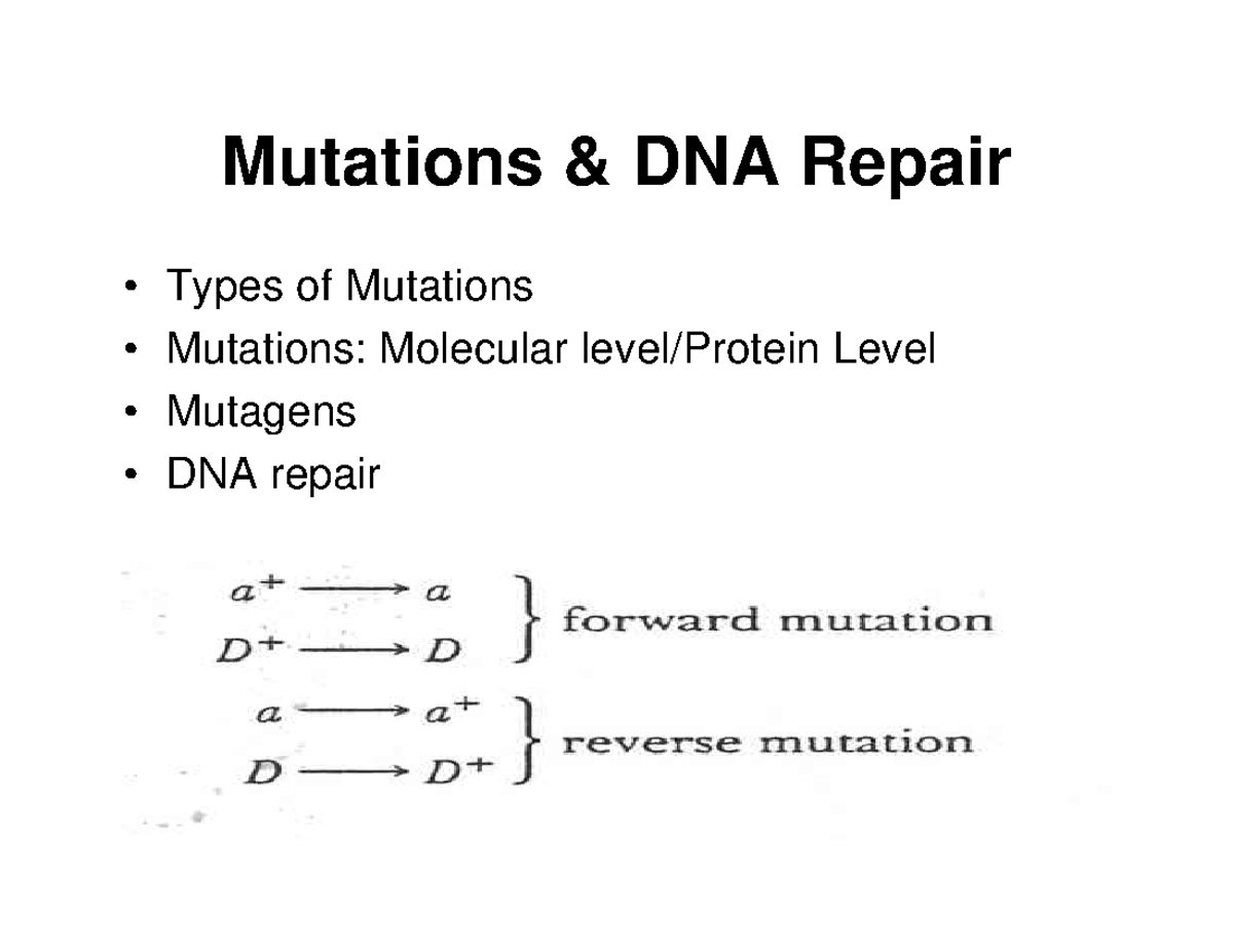 311Mutations & DNA Repair - Mutations DNA Repair Types of Mutations ...