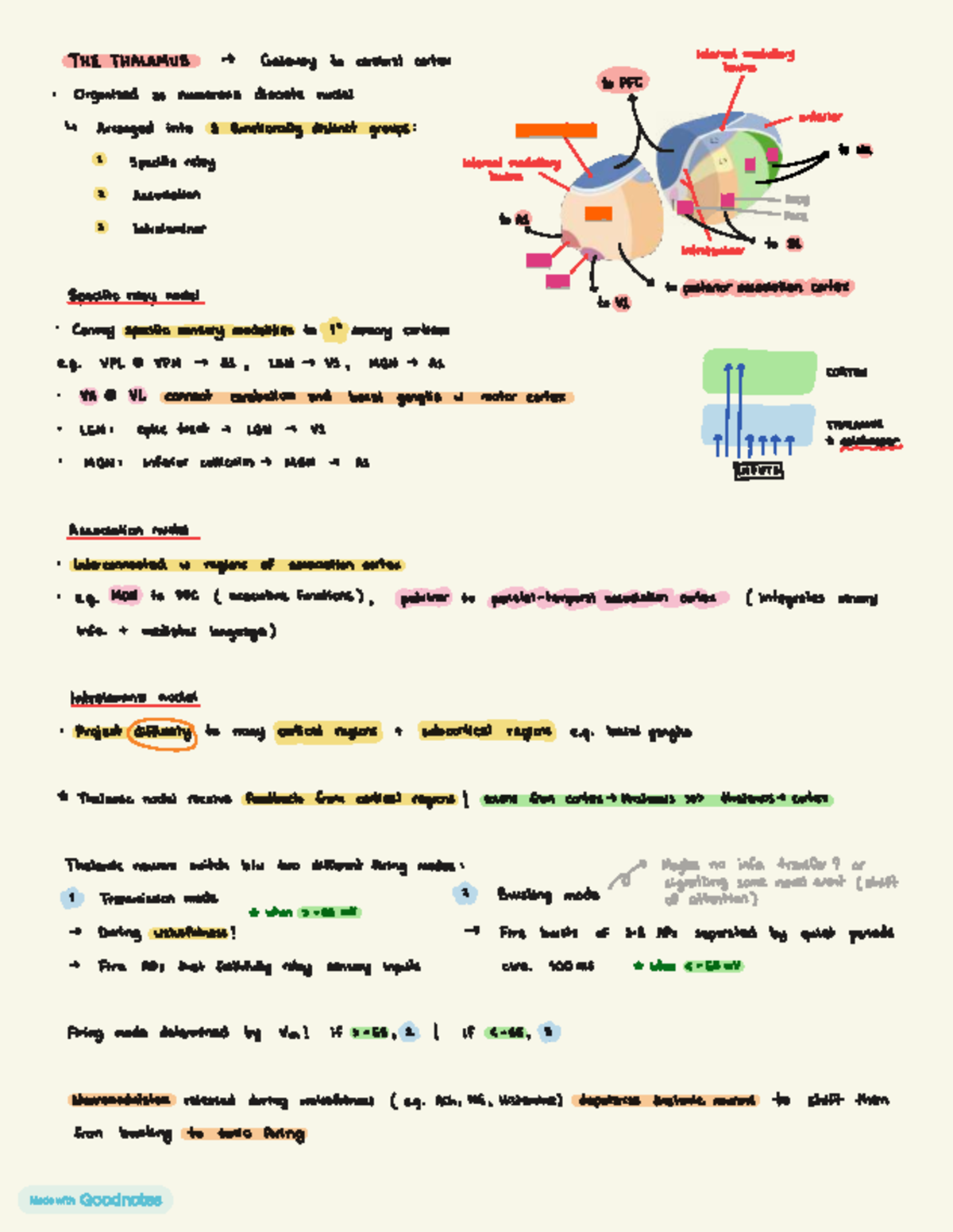 Thalamus Notes (Lecture + Readings) - Functions & Connections - Studocu