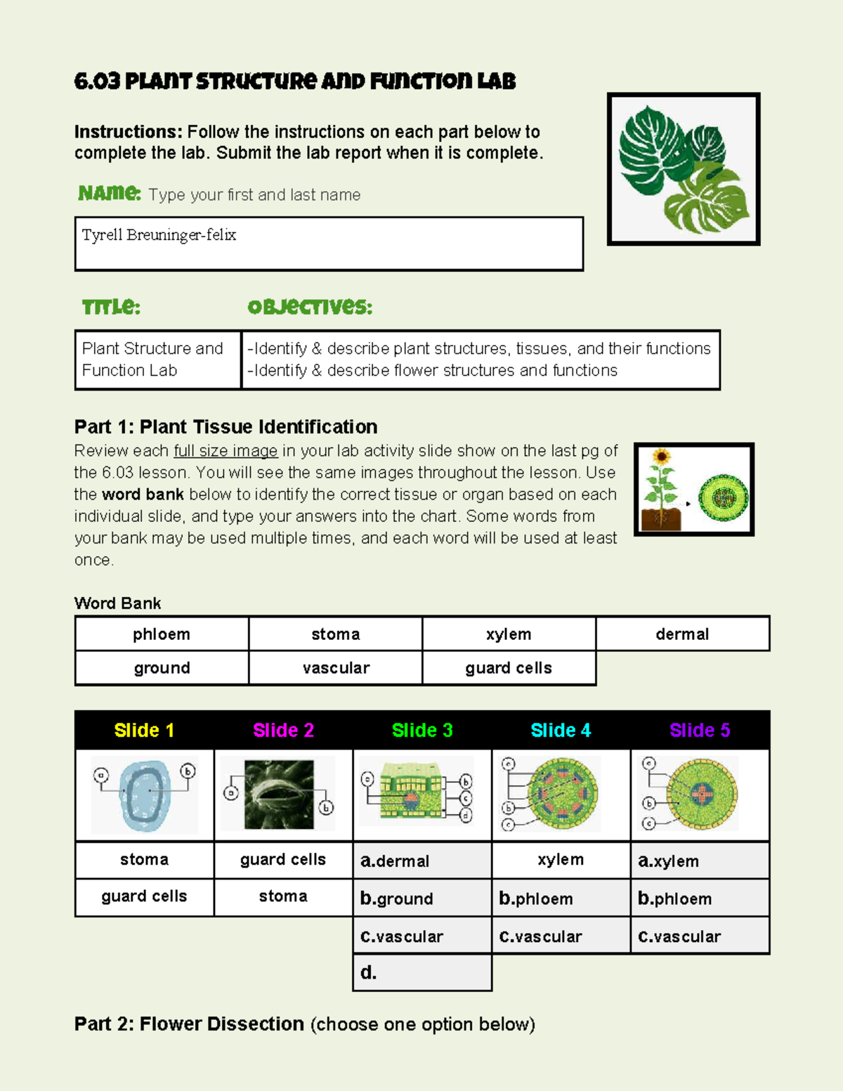 Copy of 6 03 lab report template-v23 - 6 Plant Structure and Function ...