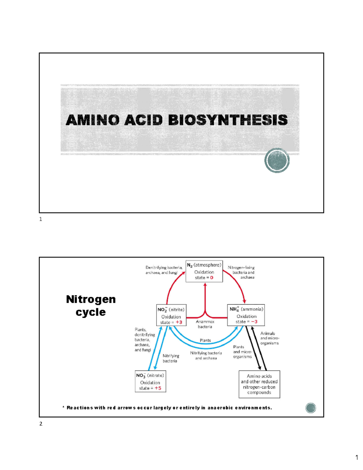 Unit 8: AA Biosynthesis and Nitrogen Cycle - Bài giảng Sinh Hóa - Studocu