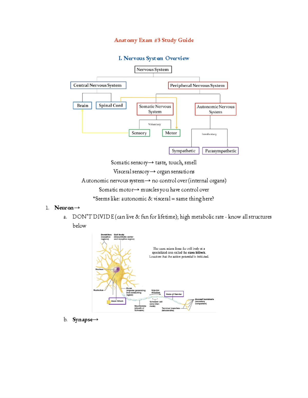 Anatomy Exam #3 Study Guide Part 1: Nervous System Overview - Studocu