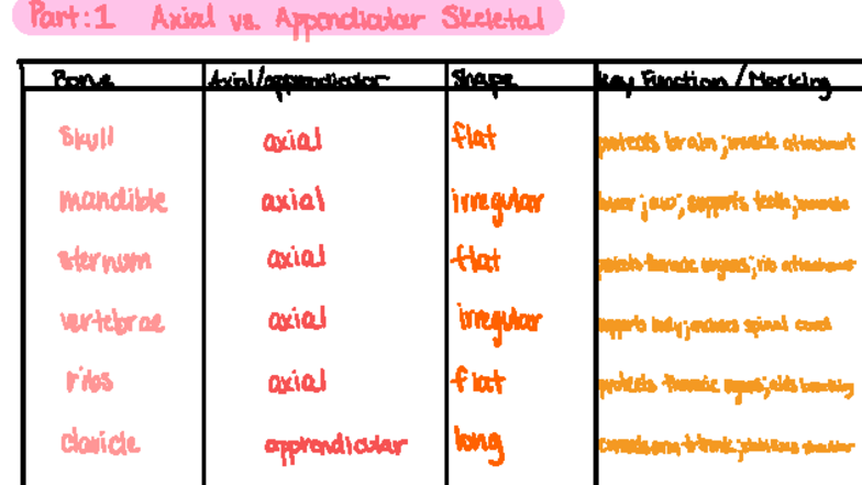 Axial vs. Appendicular Skeleton: Key Functions & Joint Types (2 HW ...