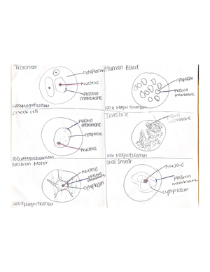 BI231: Final Exam Review on CNS, Cranial Nerves & Spinal Anatomy - CNS ...