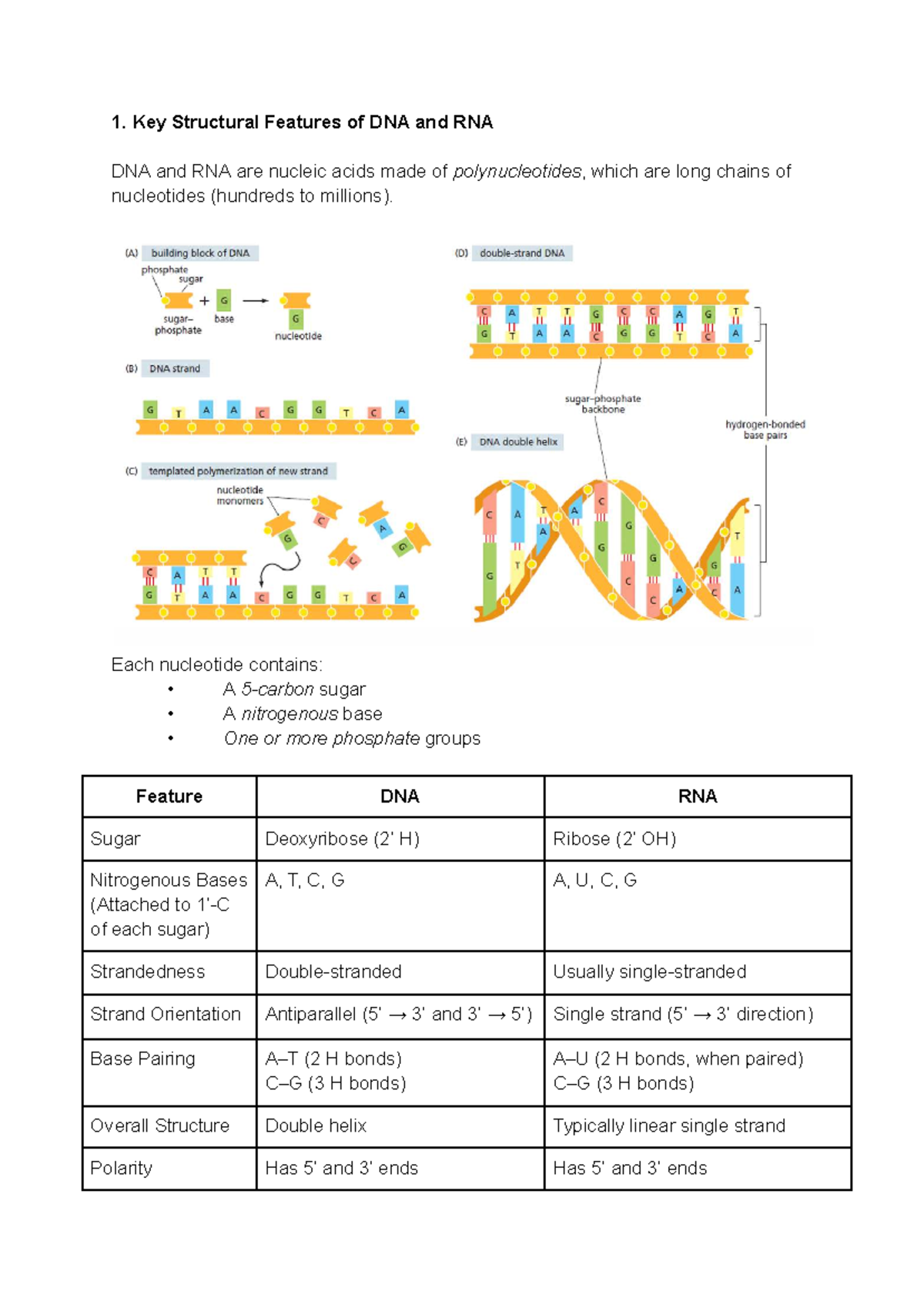 BN2112 Lecture Notes: Key Features of DNA & RNA Structure and Function ...