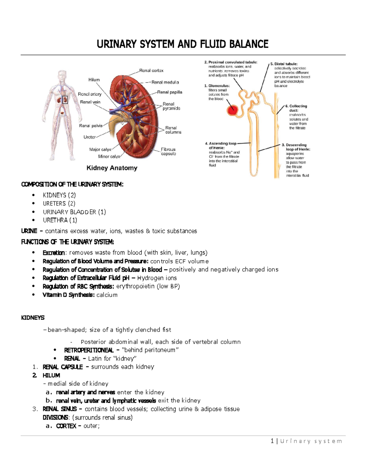 URINARY SYSTEM 101 - Comprehensive Study Notes for BIO 101 - Studocu