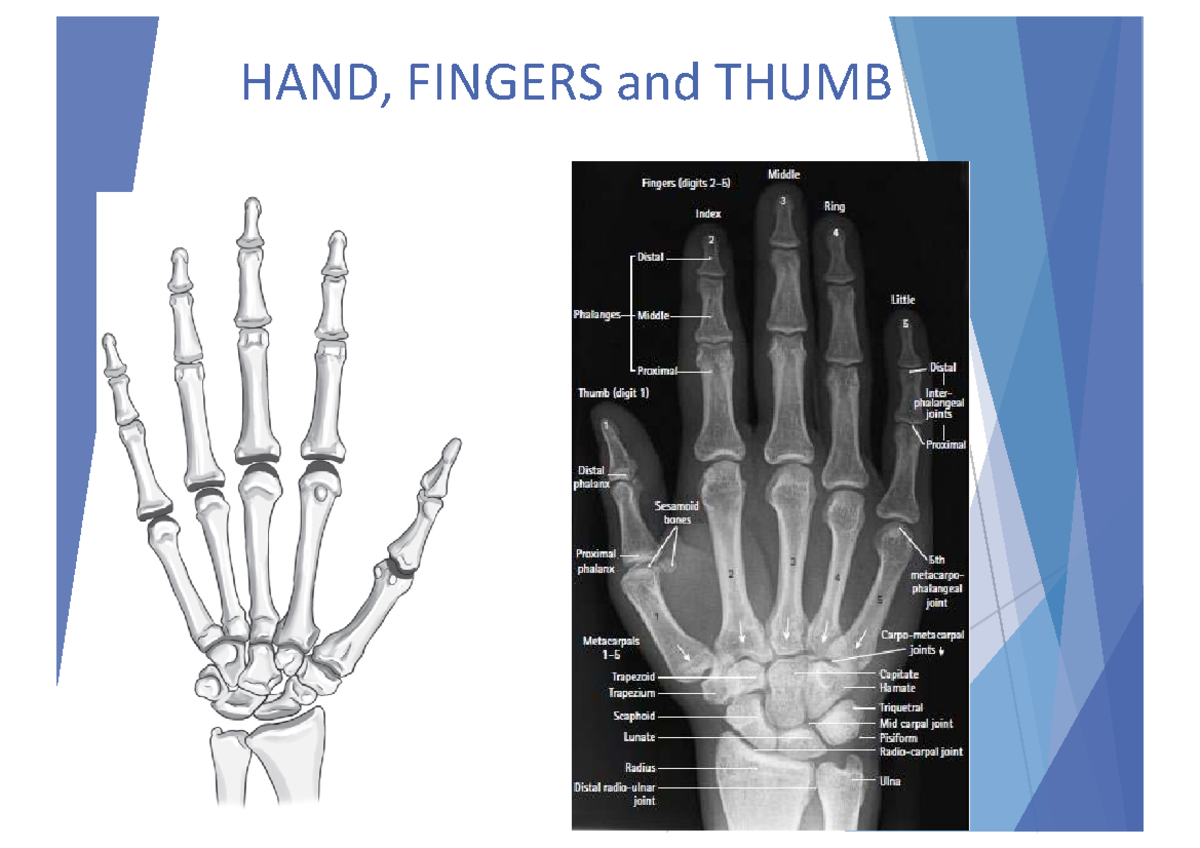 Radiographic Examination of Hand and Wrist - Studocu