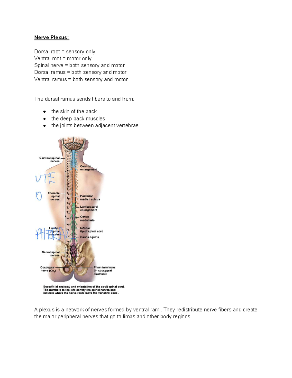 Anatomy Exam 2 Notes: Nerve Plexus and Cranial Nerves Overview - Studocu