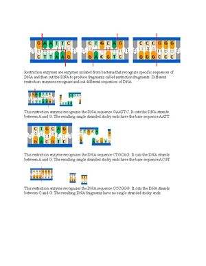 Restriction Enzymes - Study Notes & Assignments - Studocu