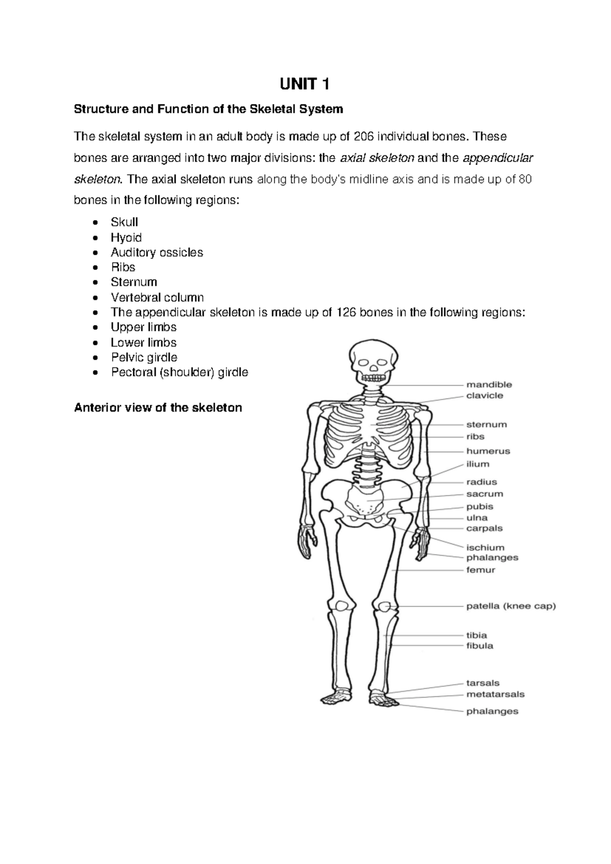 Skeletal System Structure & Function: BIO101 Lecture Notes Overview ...