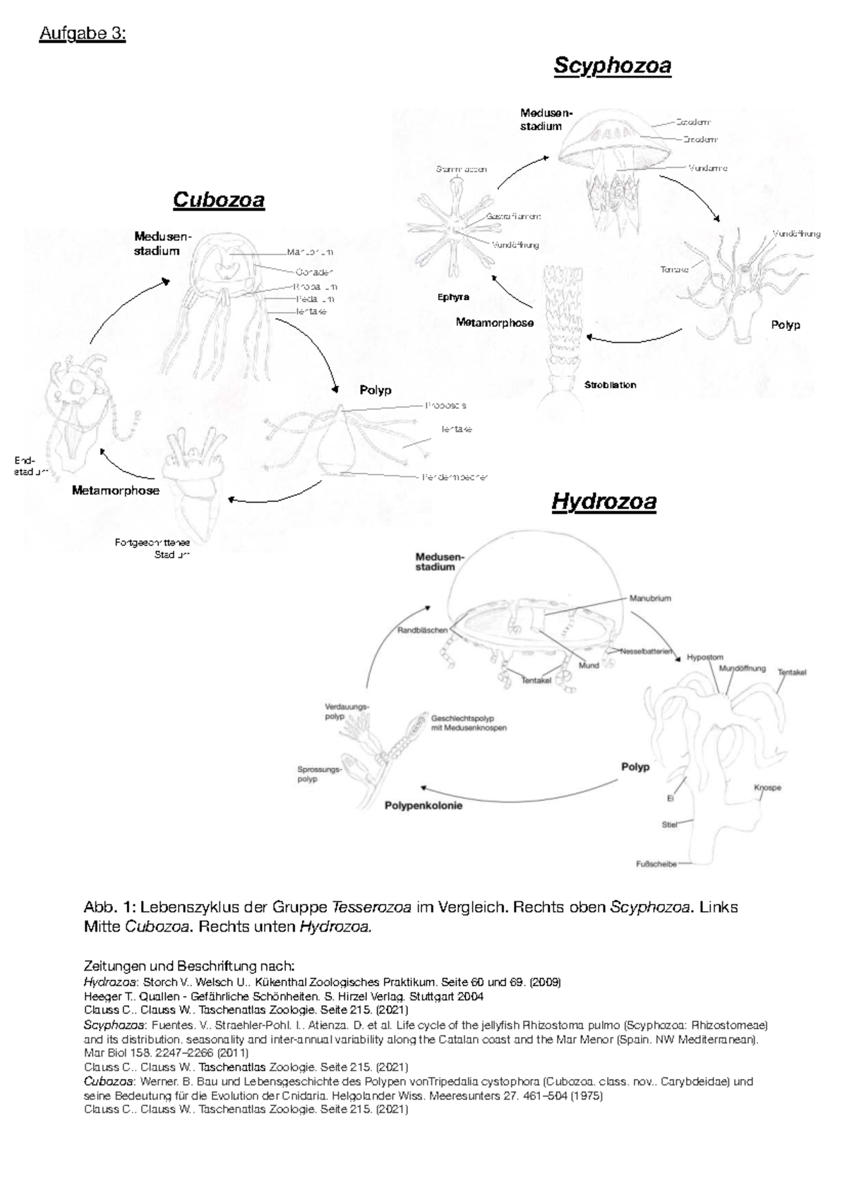 Organismische Biologie: Scyphozoa und Cubozoa Lebenszyklen - Studocu