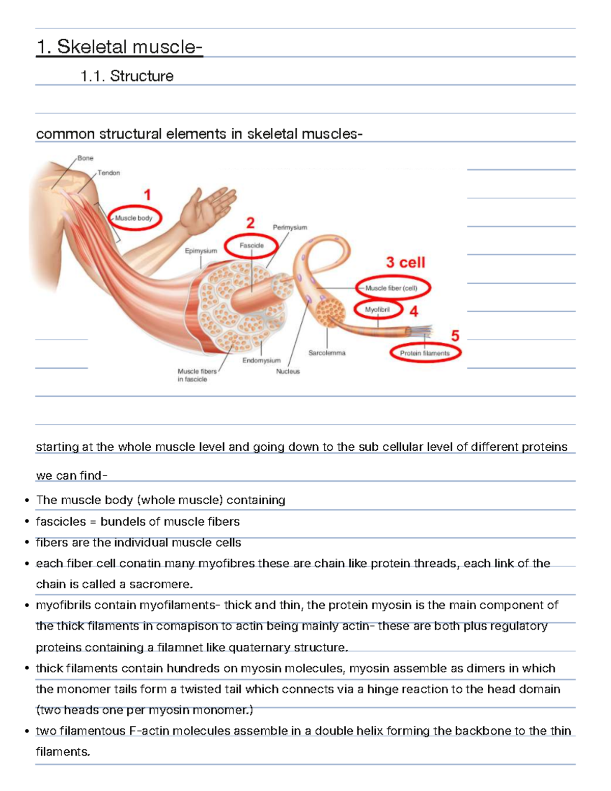 Skeletal Muscle Physiology: Structure and EC Coupling (PHSL2101) - Studocu