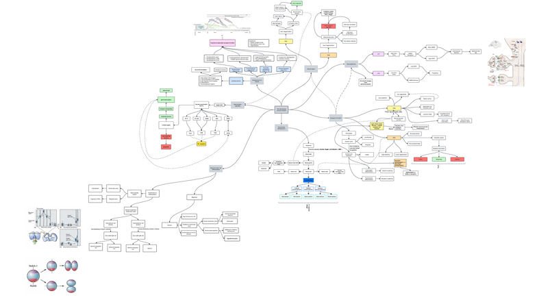 Concept Map Case 1: Neuroplasticity and Neural Development Insights ...