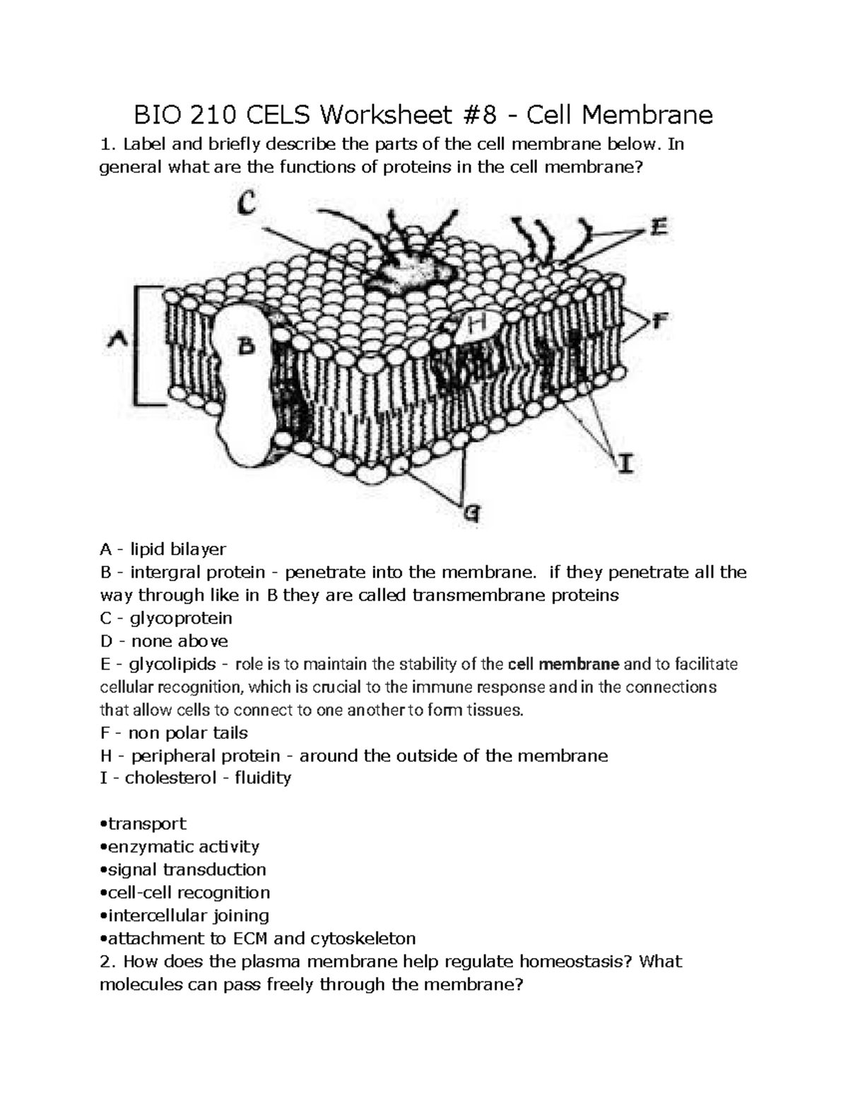 BIO 210 CELS Worksheet #8 - Understanding Cell Membrane Functions - Studocu