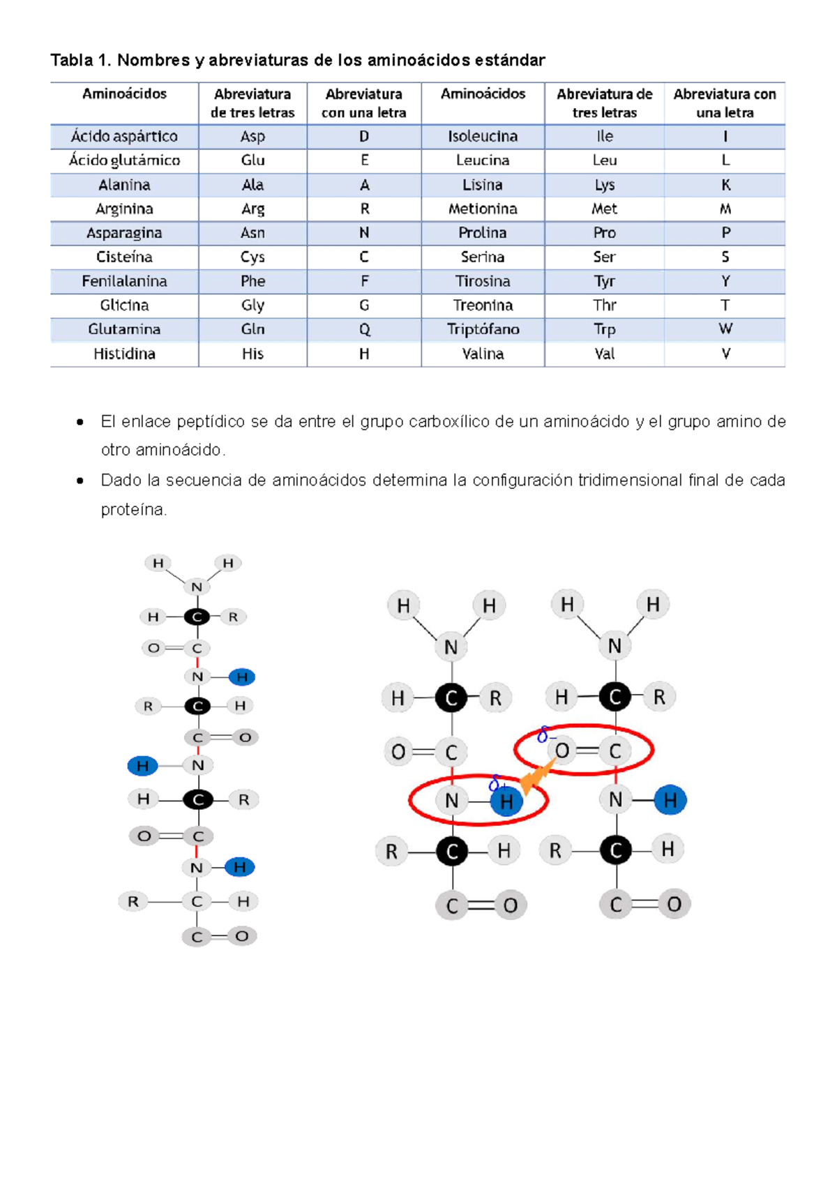 abreviaturas-de-aminoacidos-pdf-26-amino-cidos